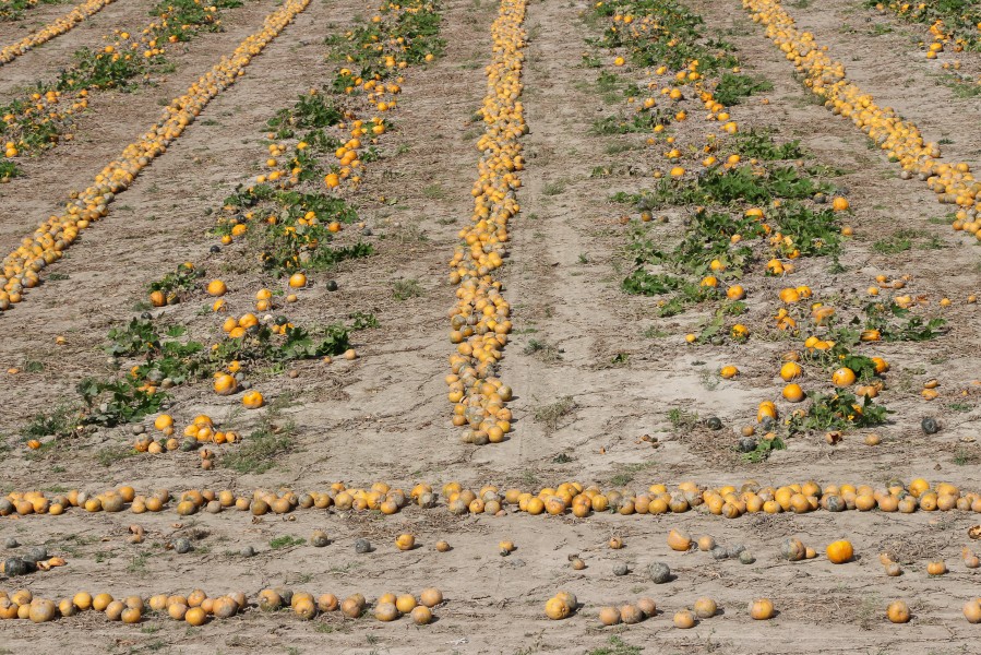 Pumpkin fields east of Vienna, Austria