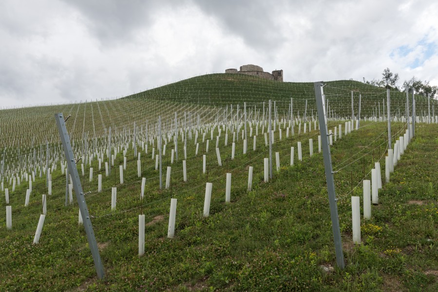 Sankt Georgen am Laengsee Taggenbrunn Weingut und Burg 20062015 5021