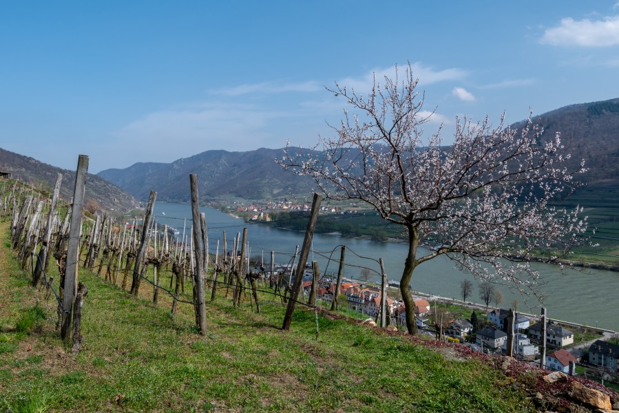 Spitz Wachau Marillenbaum Donau-7110