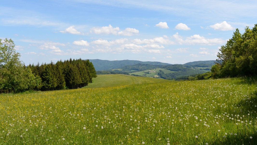 Stössing Hochstrass Wiese 20160521