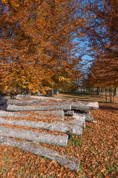 Viktring Stiftspark mit Buchen und Rundholz 01112015 8600