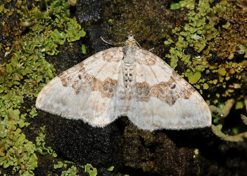 Xanthorhoe montanata Buchstein01