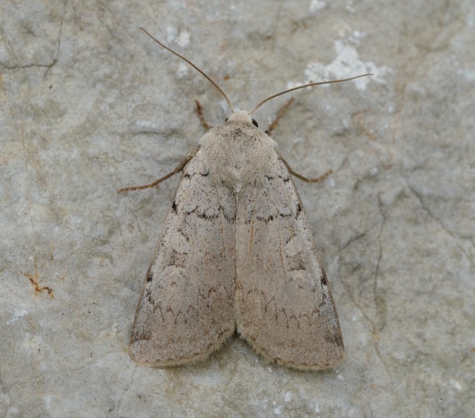 Xestia ashworthii Buchstein01