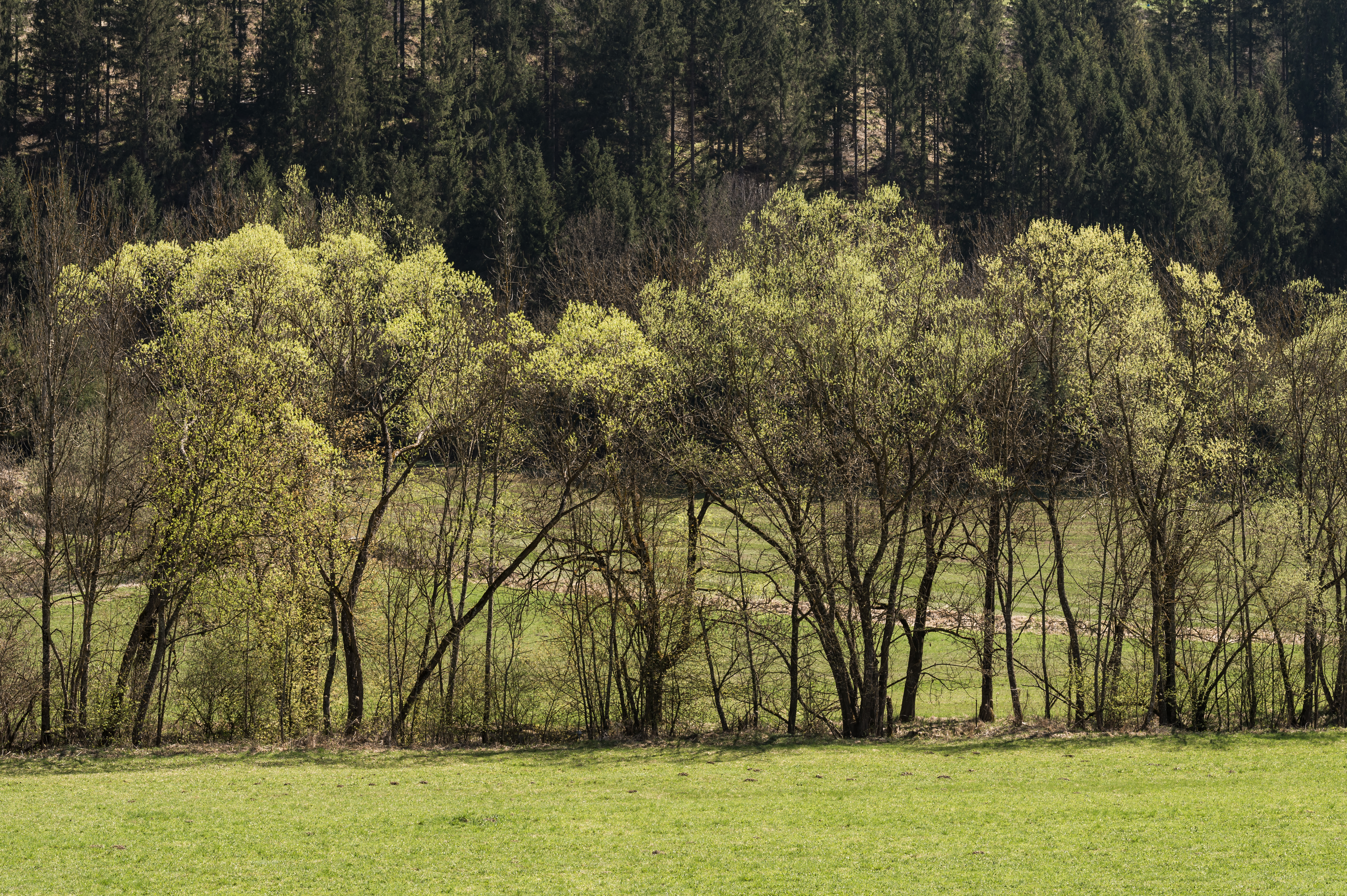 Strassburg Gurk-Fluss Baeume an den Ufern 11042016 3041