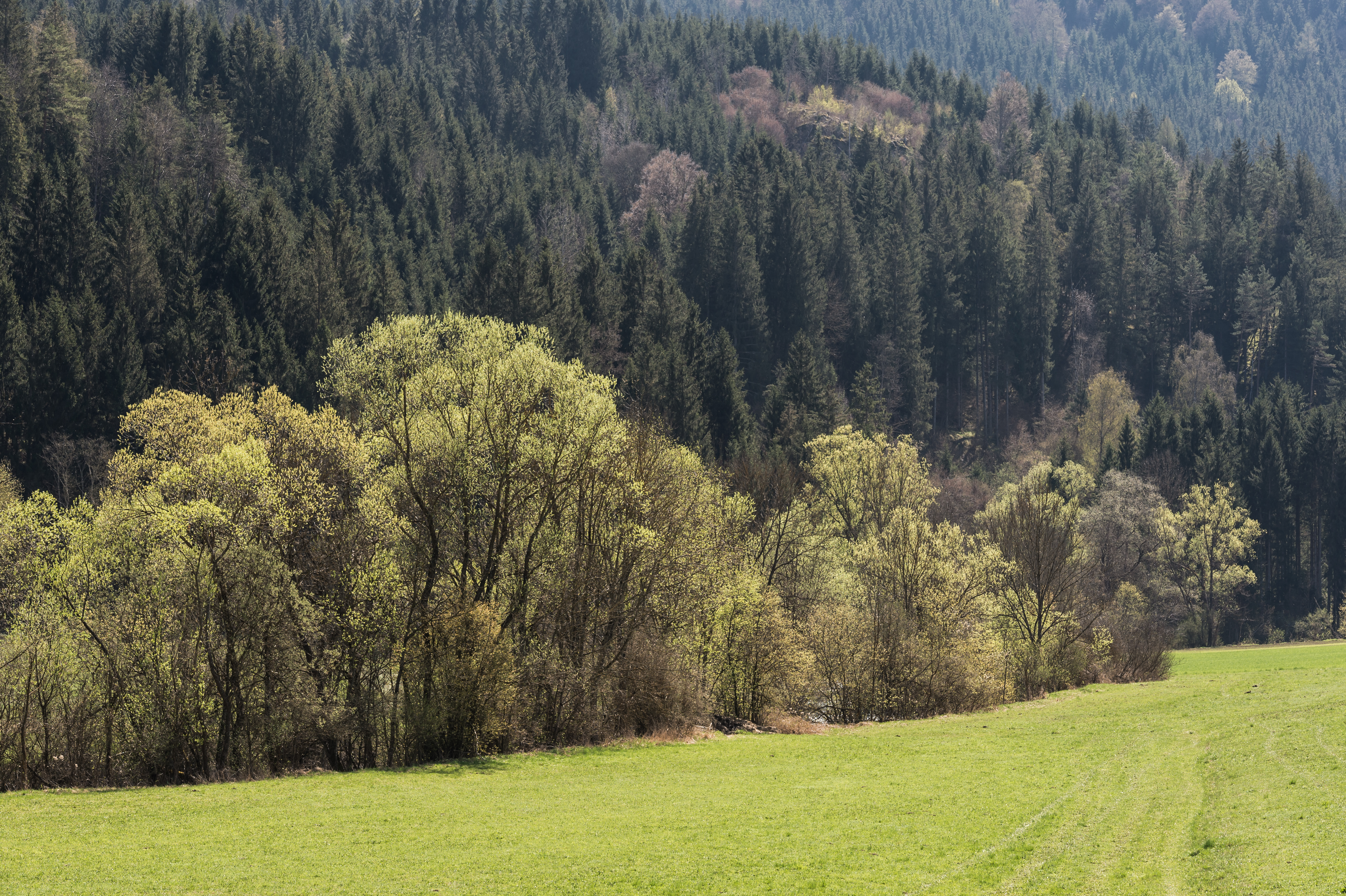 Strassburg Gurk-Fluss Baeume an den Ufern 11042016 3042