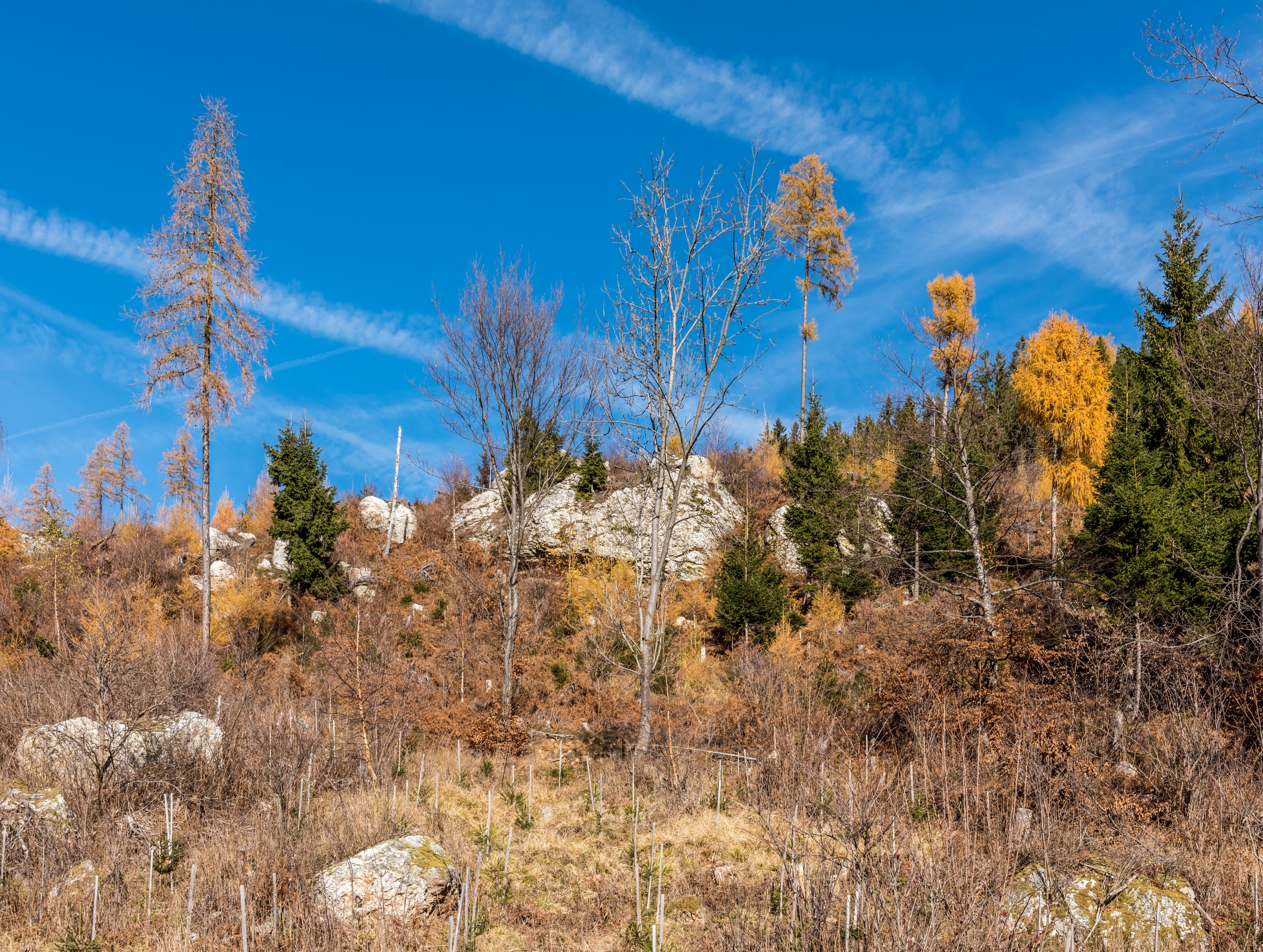 Albeck Sirnitz-Sonnseite herbstlicher Fichten-Lärchen-Wald 22112017 2036
