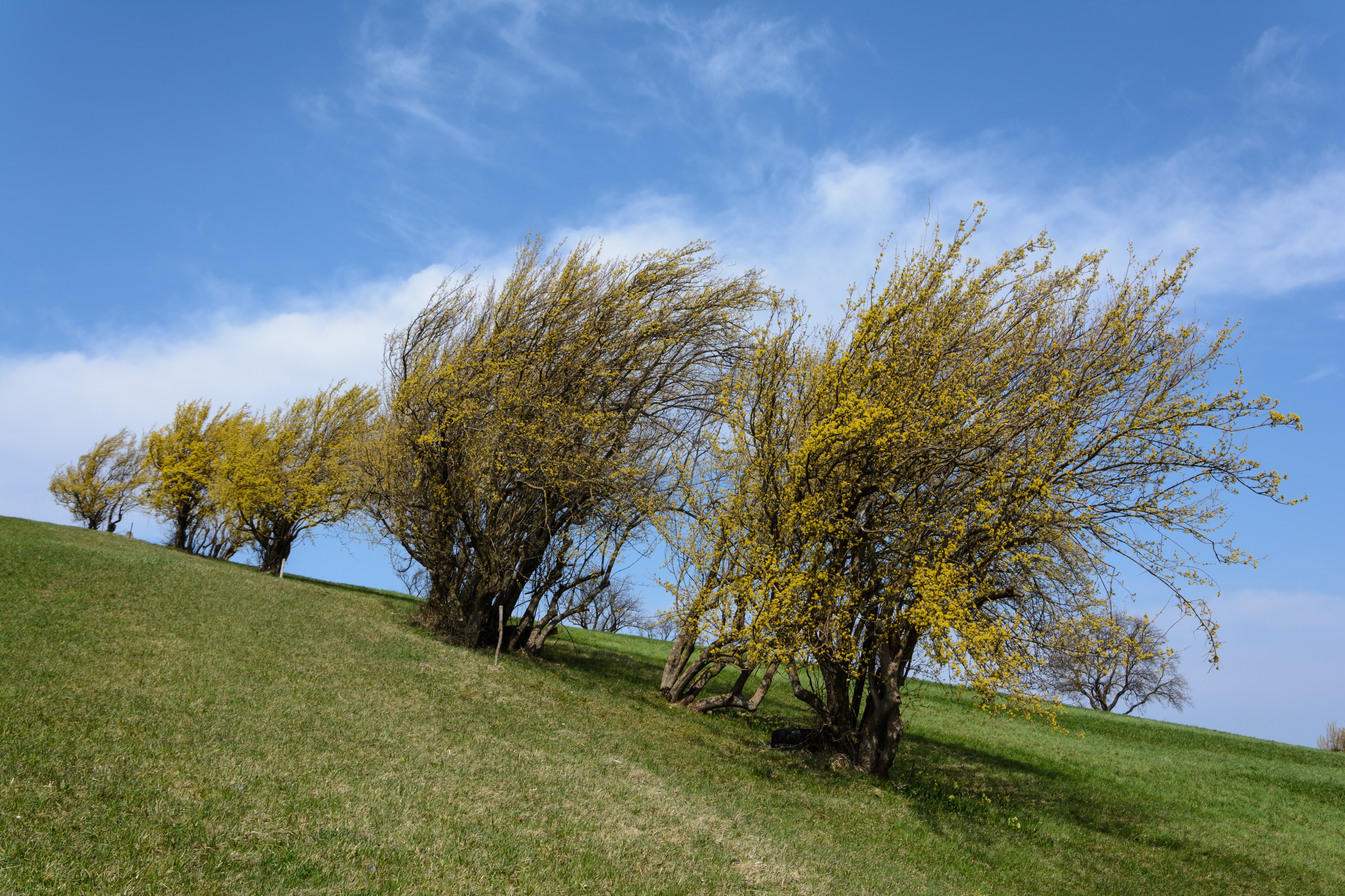 Cornus mas in Blüte Hegerberg 01
