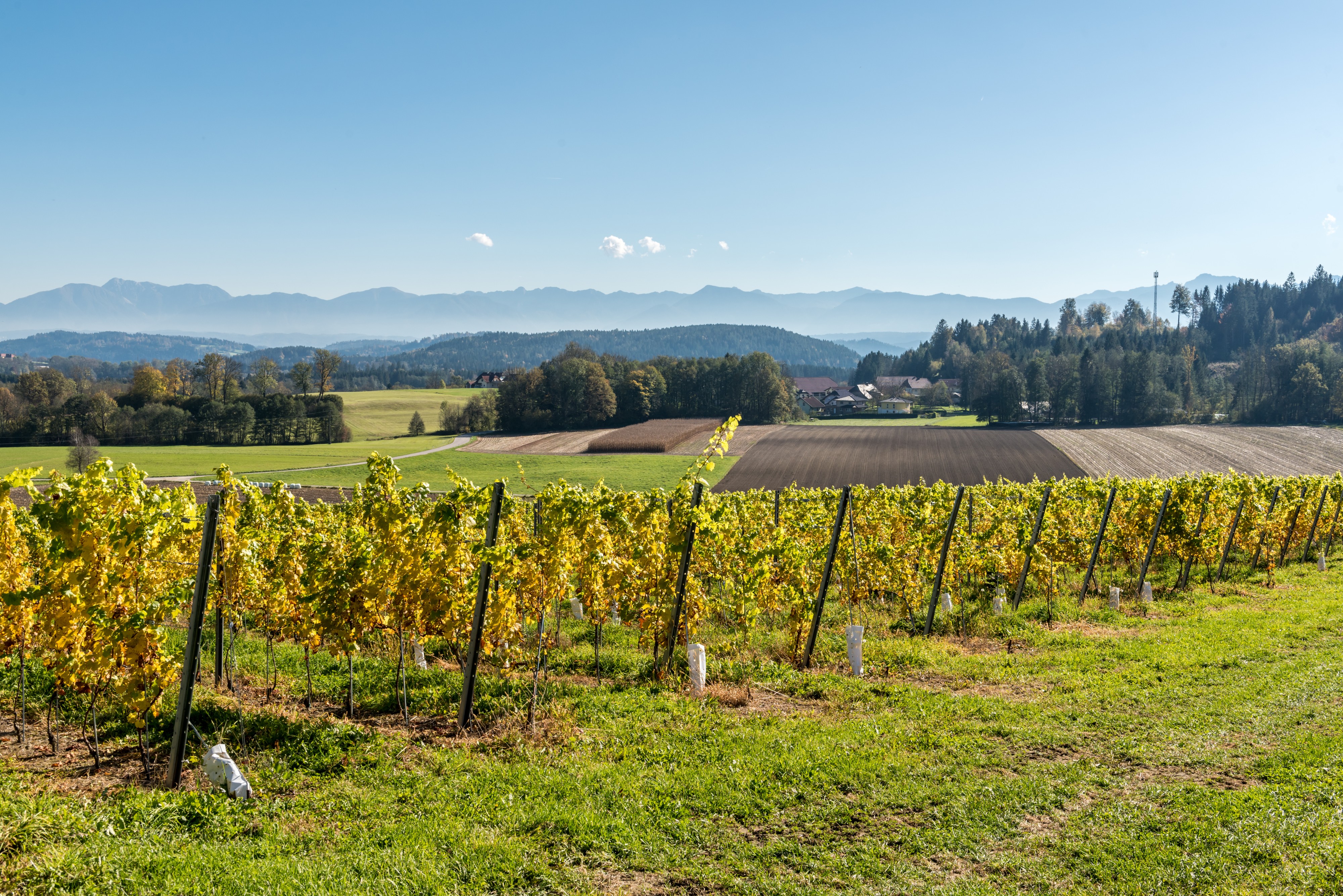 Feldkirchen Briefelsdorf 55 Weingut Winzerei Trippel Riede 12102017 1536