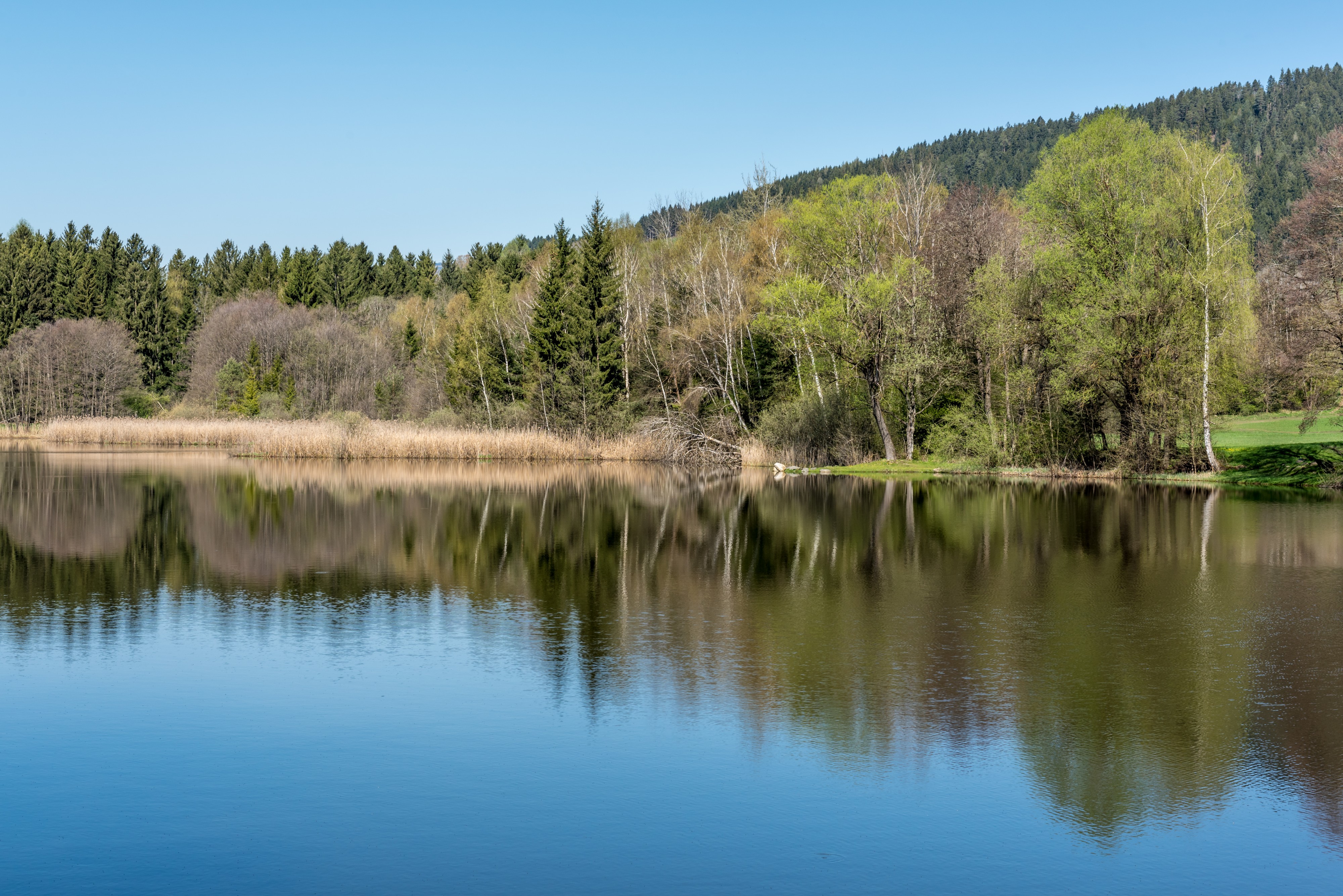 Feldkirchen Dietrichstein Dietrichsteiner See NW-Ufer 19042018 2987