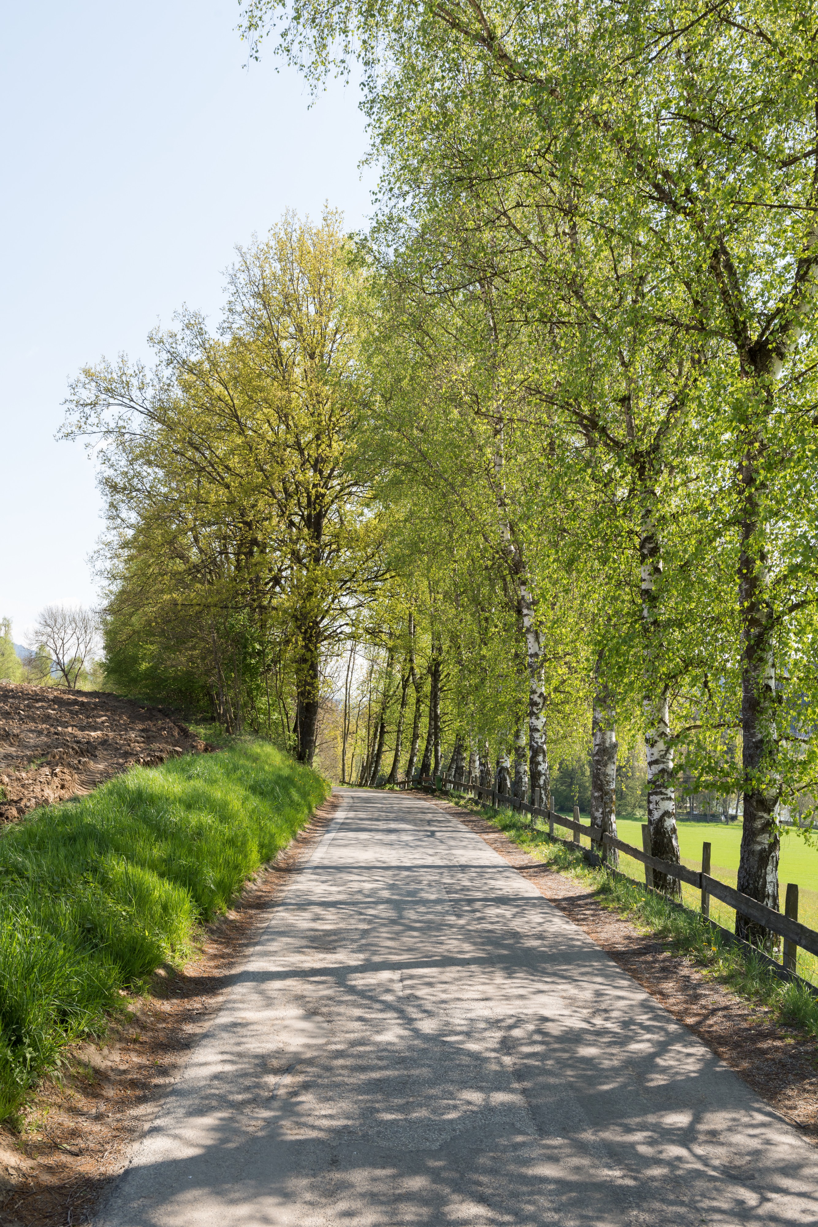 Feldkirchen Maltschach Mattersdorfer Weg Birken-Allee 20042016 1603