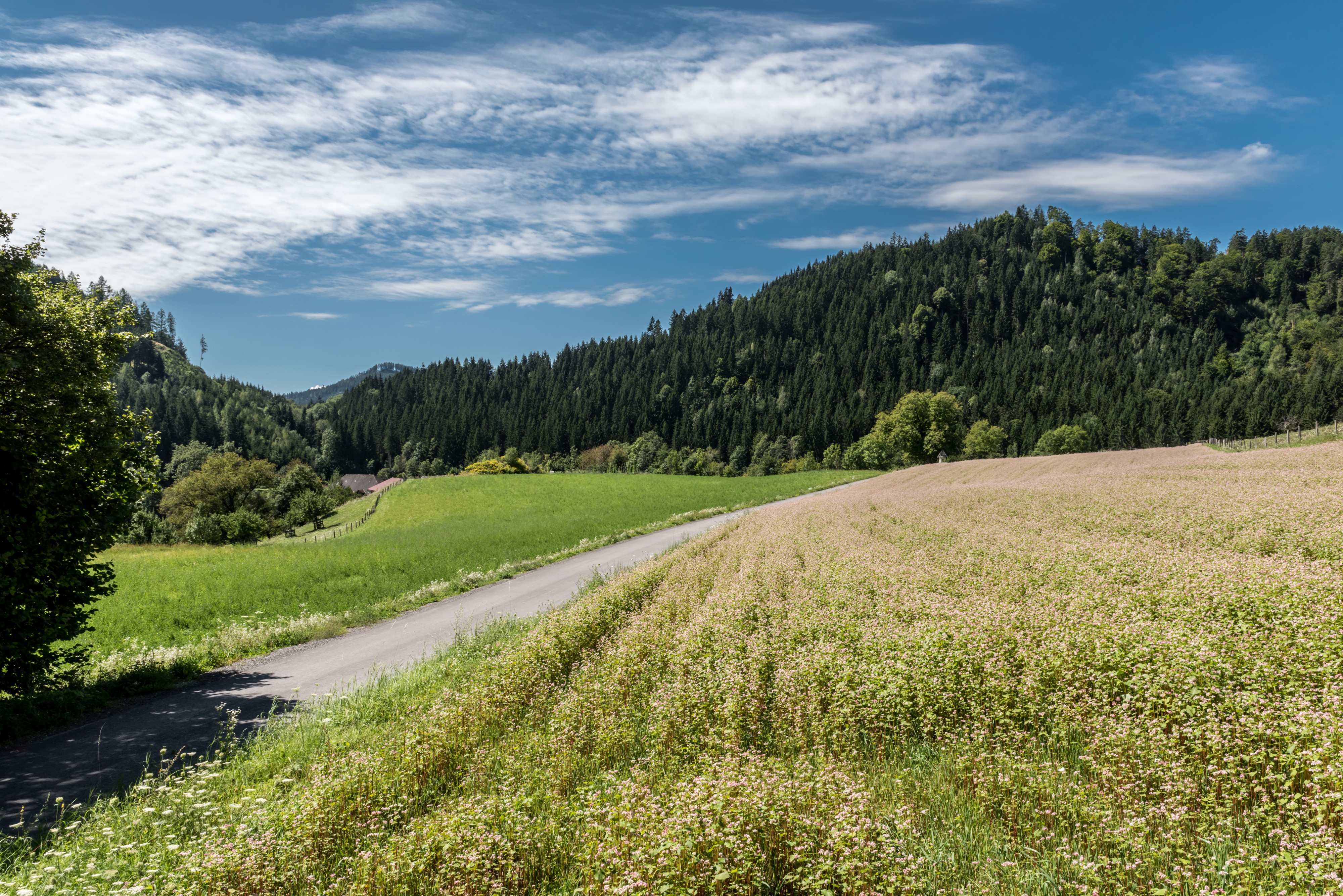 Frauenstein Pfannhof Spitz Buchweizenfeld 14082017 0345