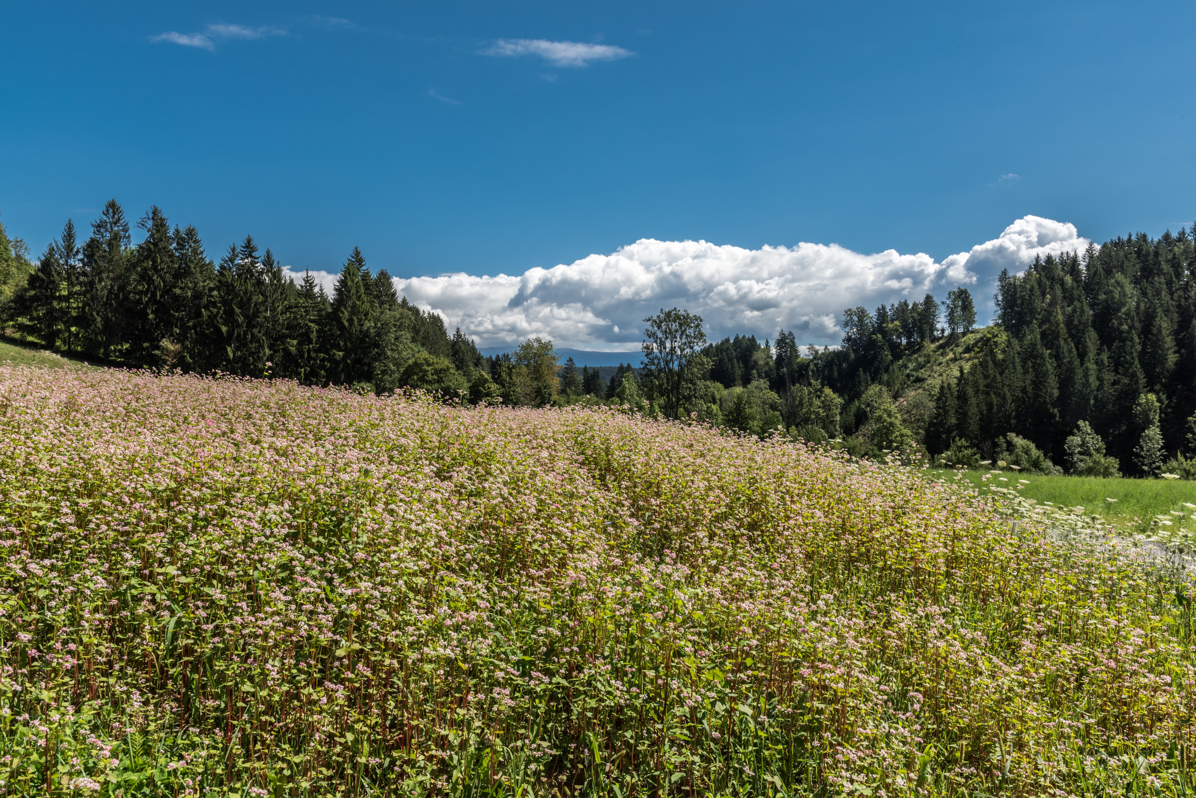 Frauenstein Pfannhof Spitz Buchweizenfeld 14082017 0347
