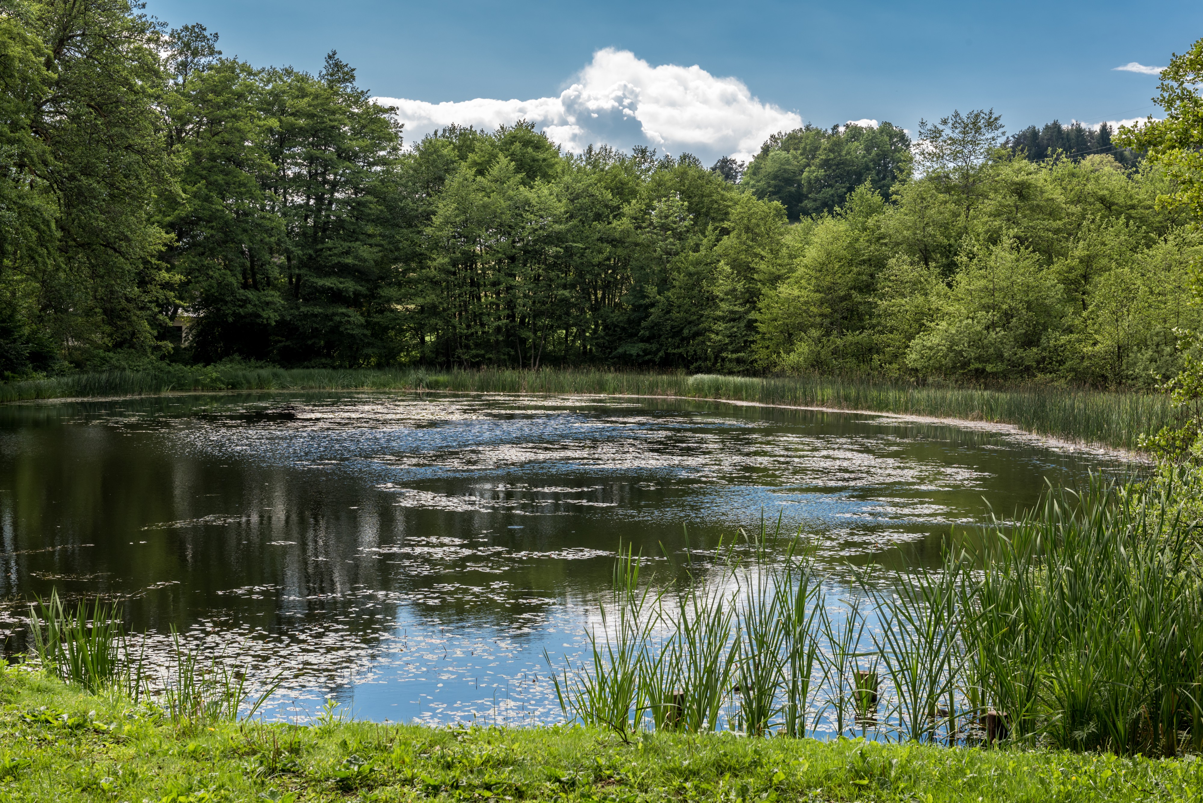 Keutschach Schlossteich 03062017 9025