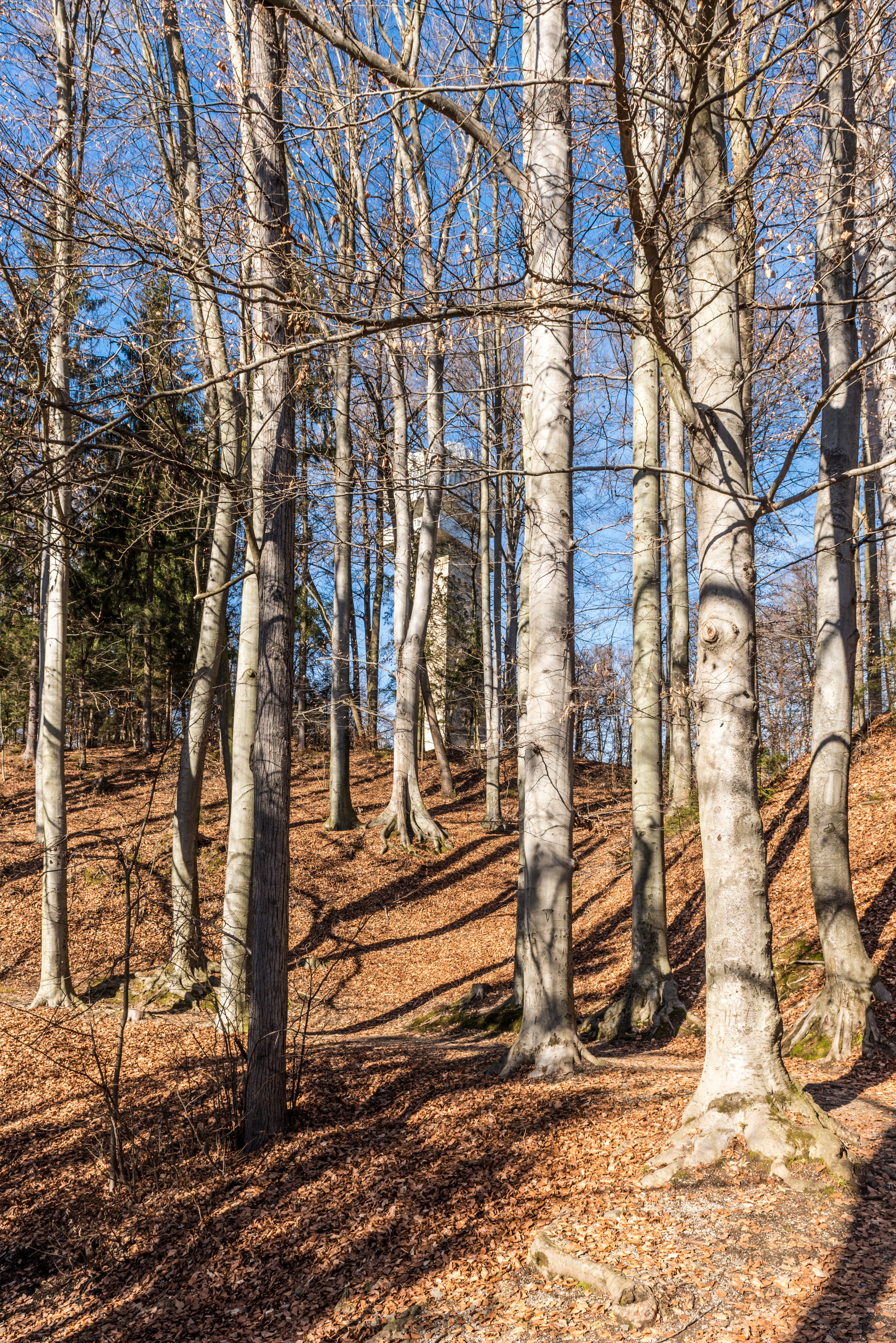 Klagenfurt Villacher Vorstadt Kreuzbergl Waldweg mit Buchen 2501201 2400