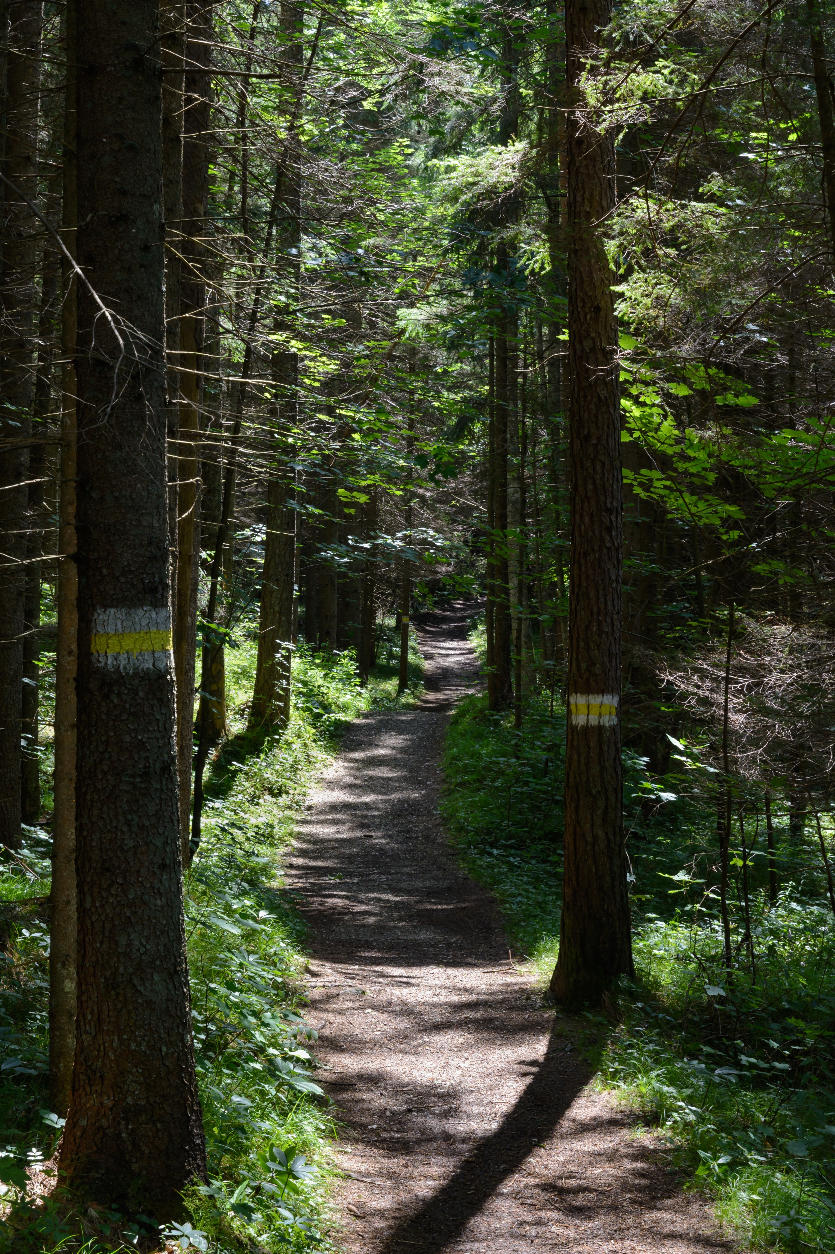 Mitterbach Waldweg 20160709