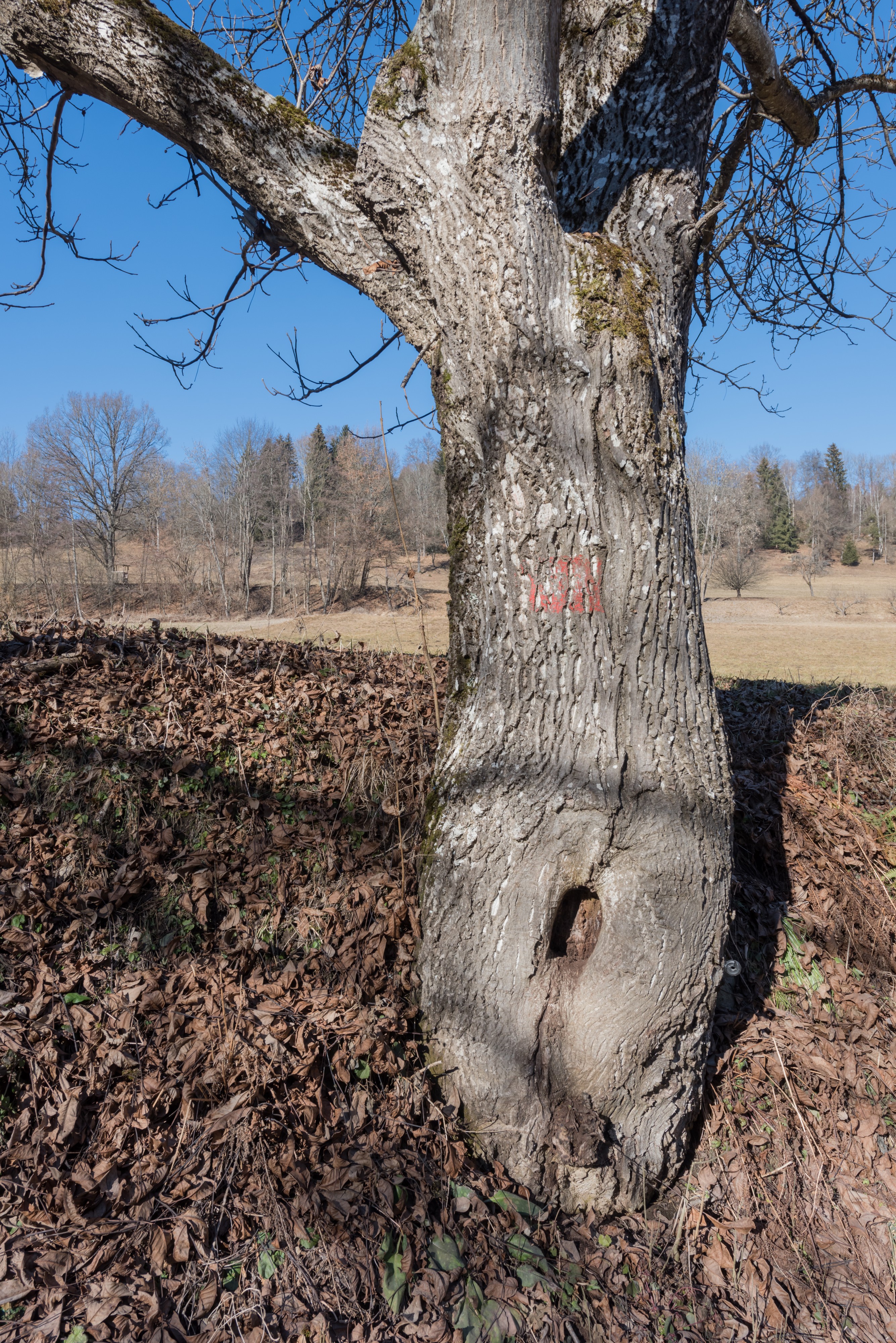 Moosburg Baerndorf Nussbaum-Stamm 28012016 0398