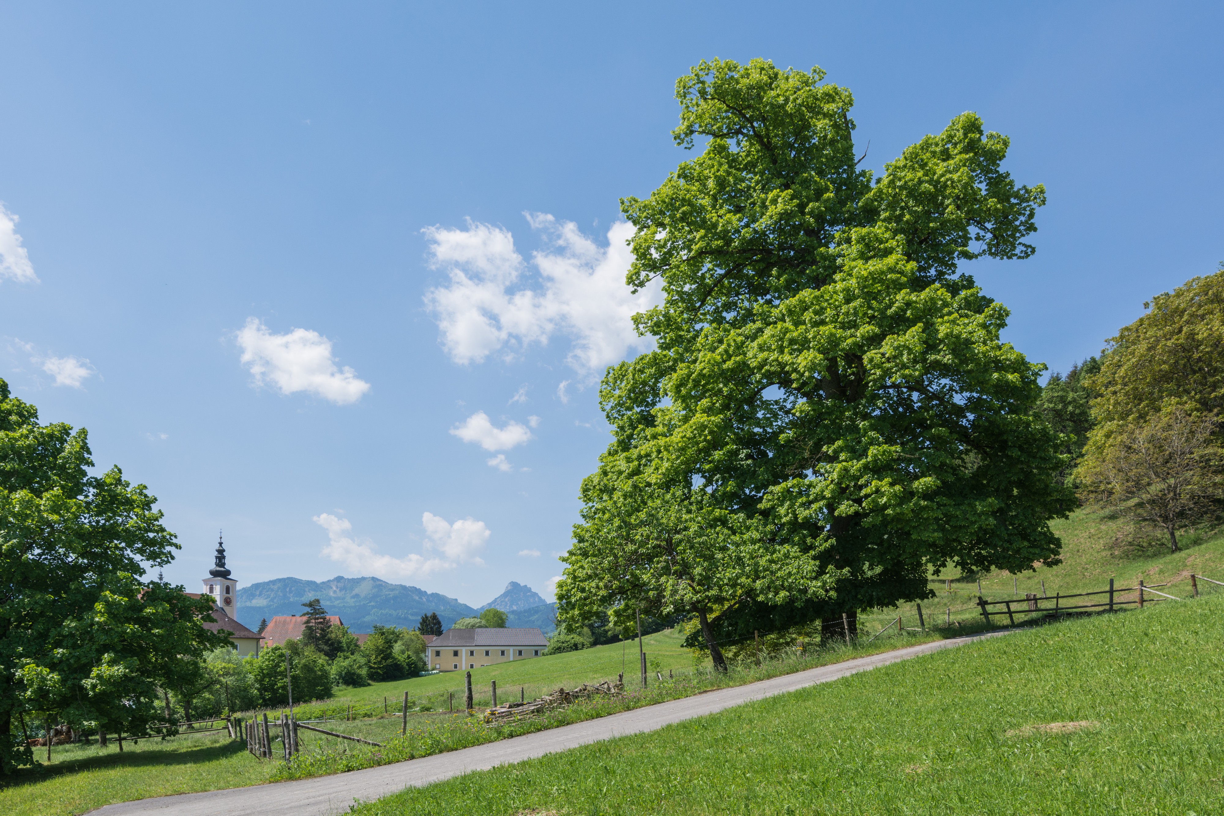 NDOÖ 144 Kirchenbauerlinde Viechtwang Scharnstein-3823