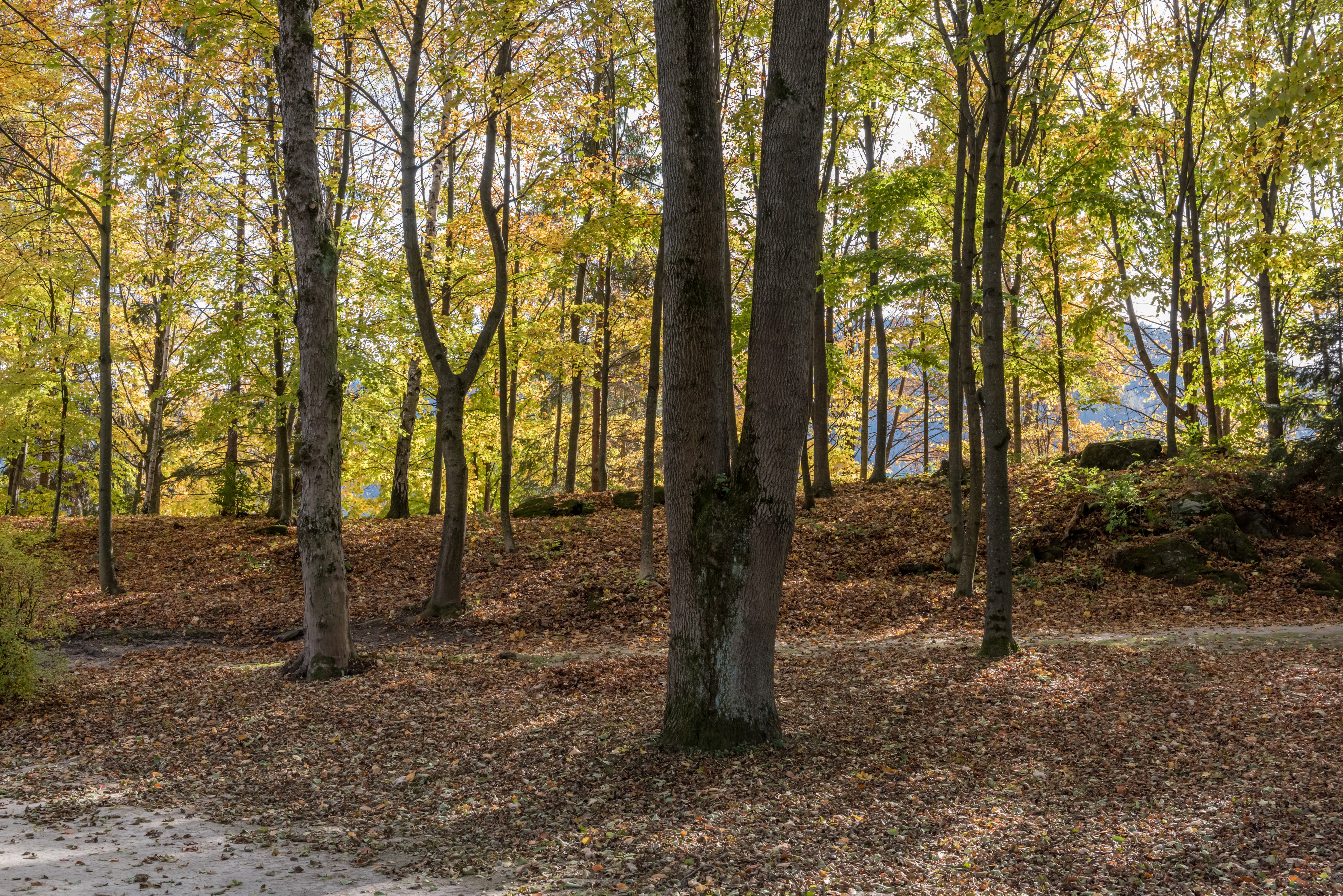 Pörtschach Halbinsel Buchenwald an Promenade 28102017 1763