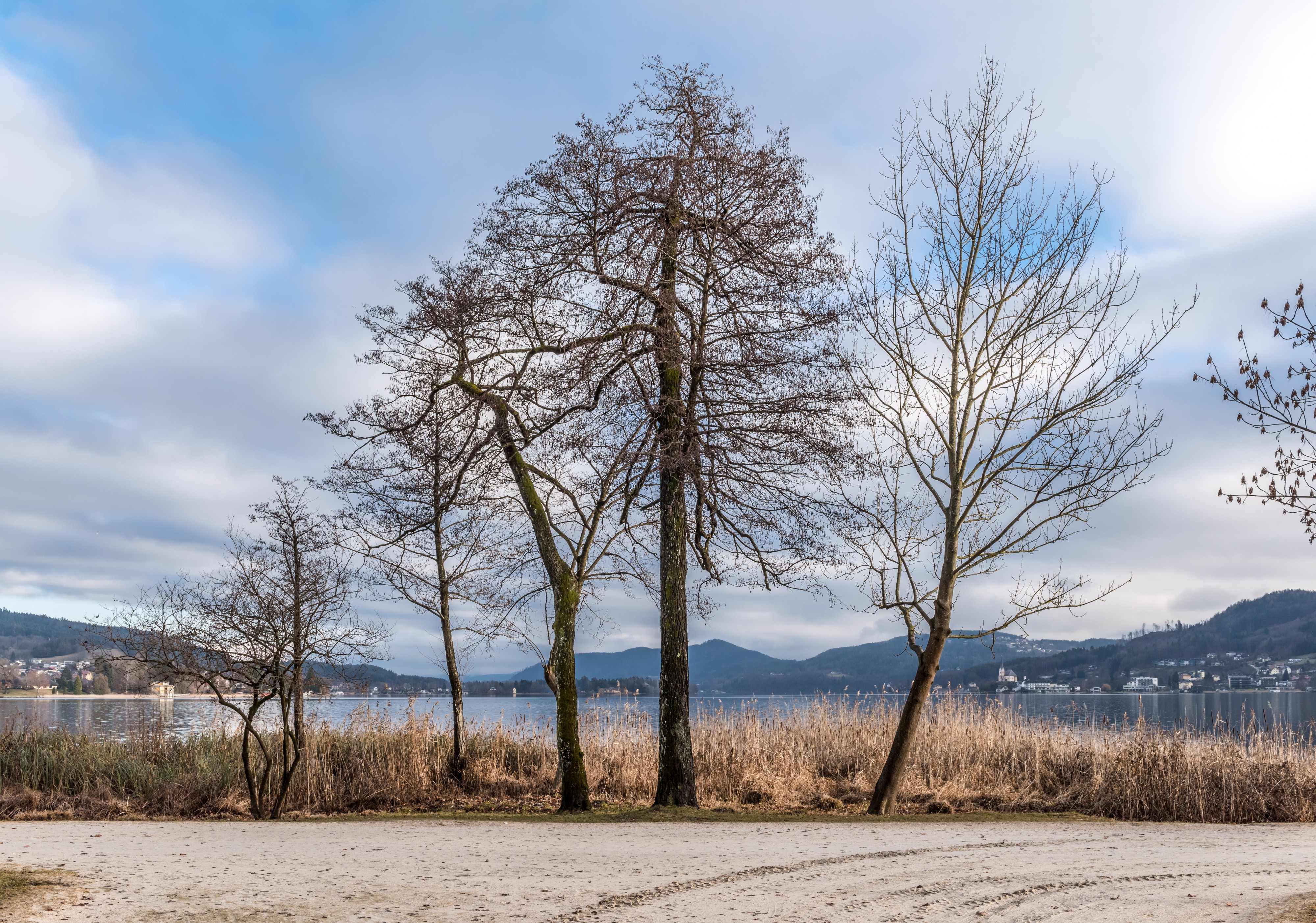 Pörtschach Halbinselpromenade Erlen und Ahorn 10012018 2232