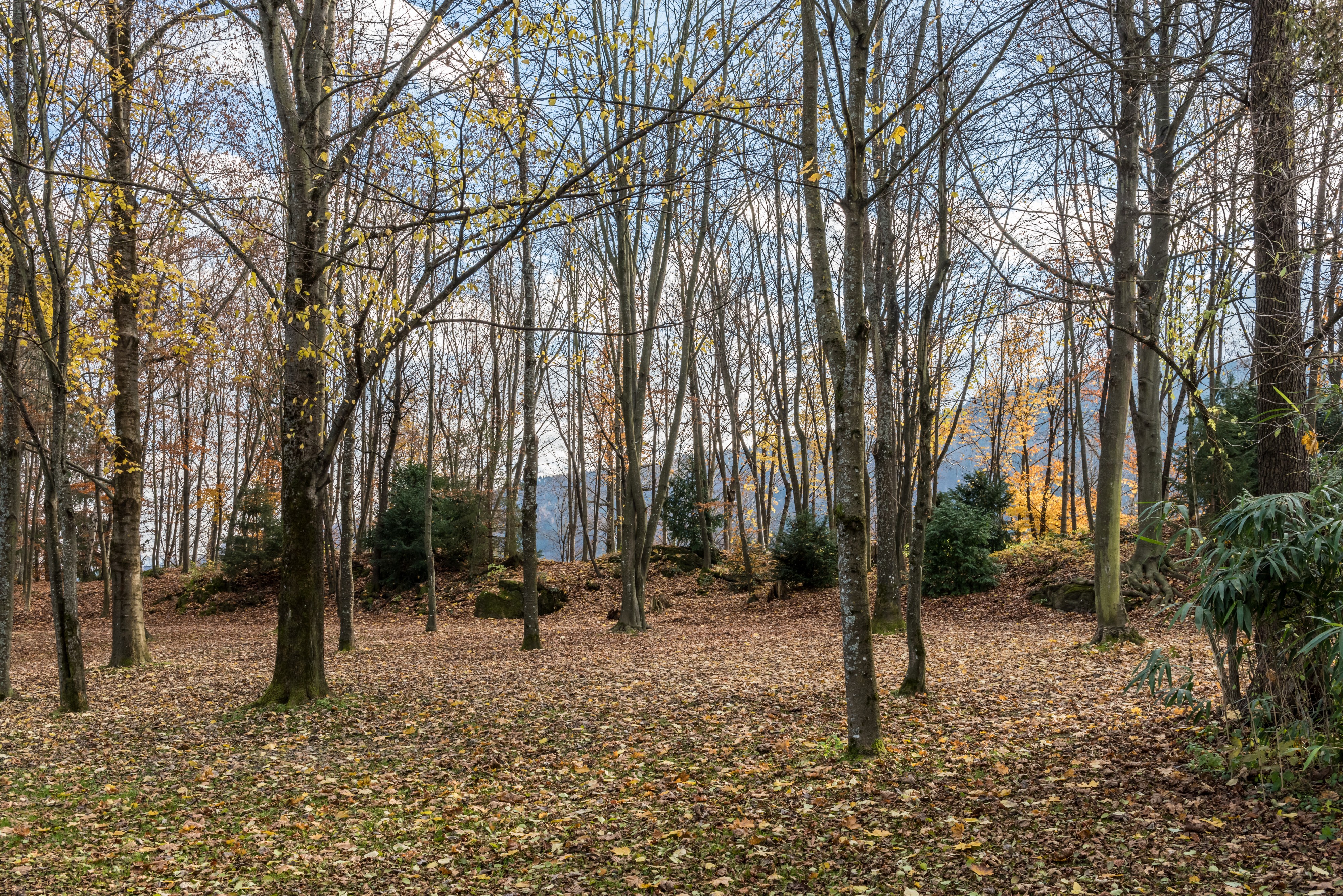 Pörtschach Halbinselpromenade Landspitz Buchenhain Herbstlaub 19112017 2024
