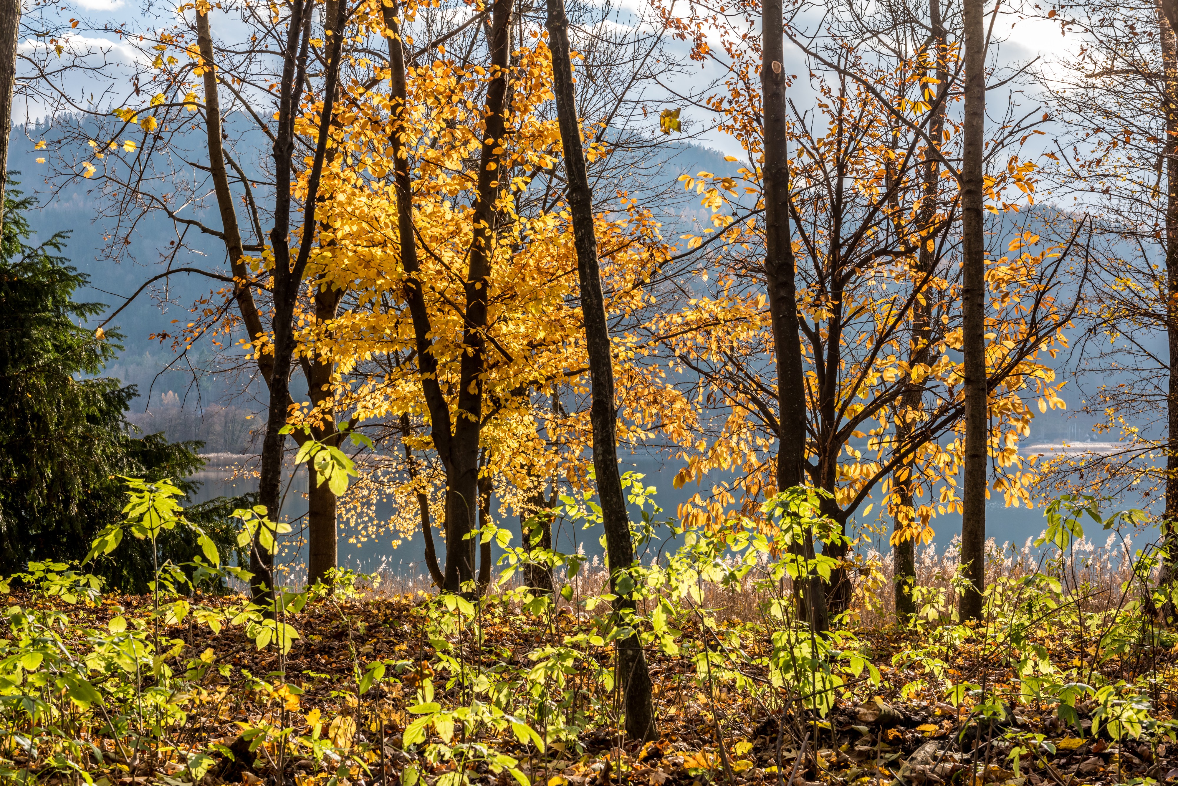 Pörtschach Halbinselpromenade Landspitz Buchenhain Herbstlaub 19112017 2027