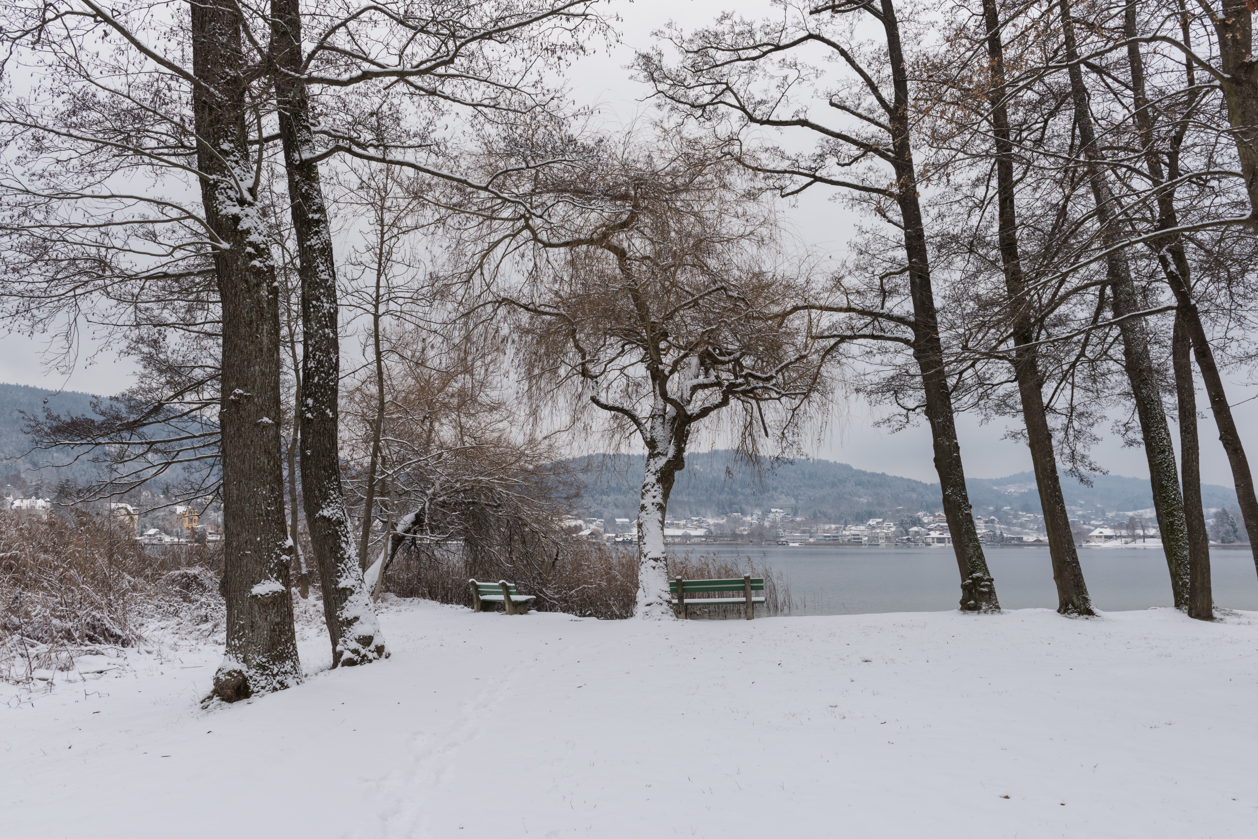 Pörtschach Halbinselpromenade Park mit Weide und Erlen 03012016 9934