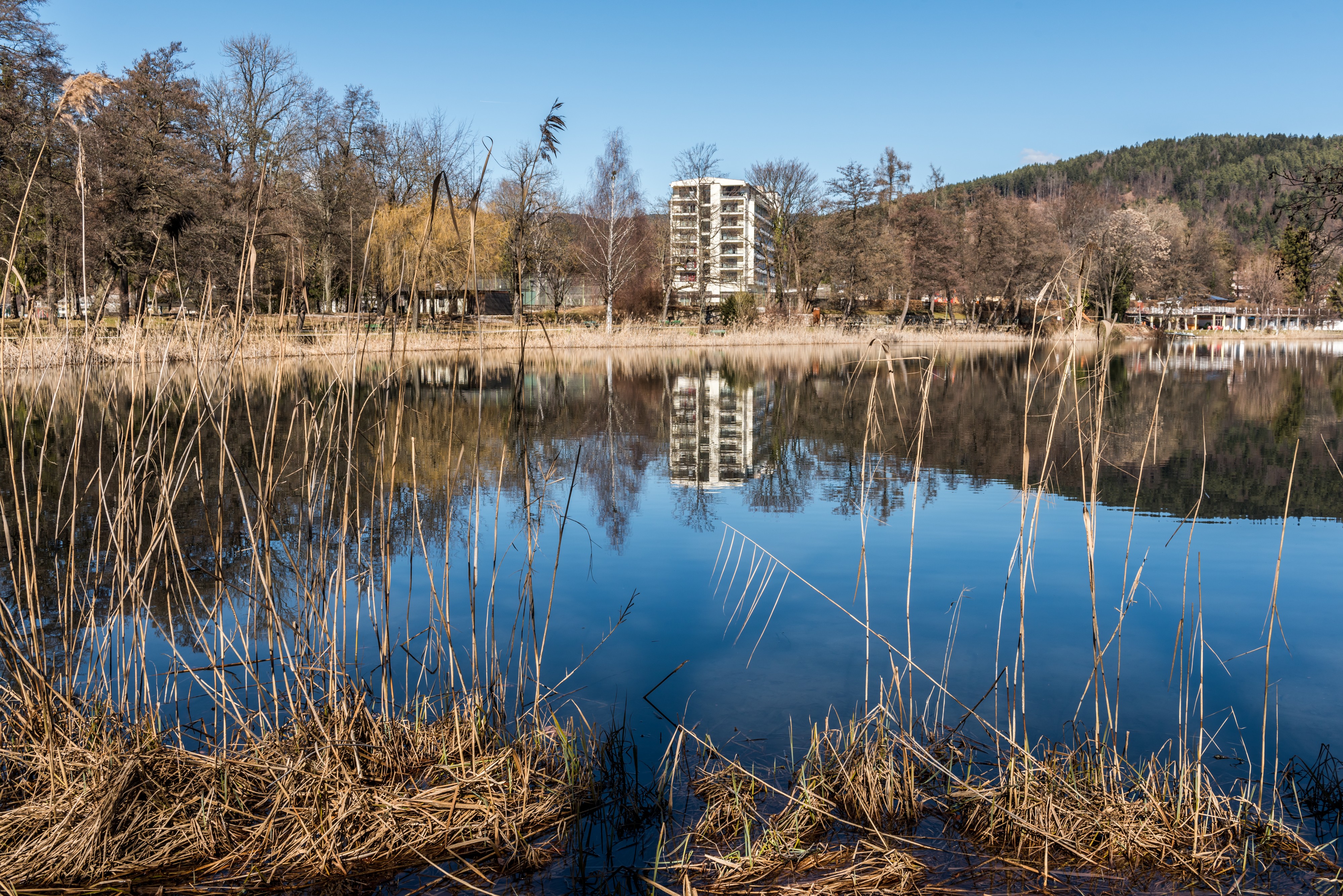 Pörtschach Halbinselpromenade Uferzone mit Schilfrohr 08032017 6490