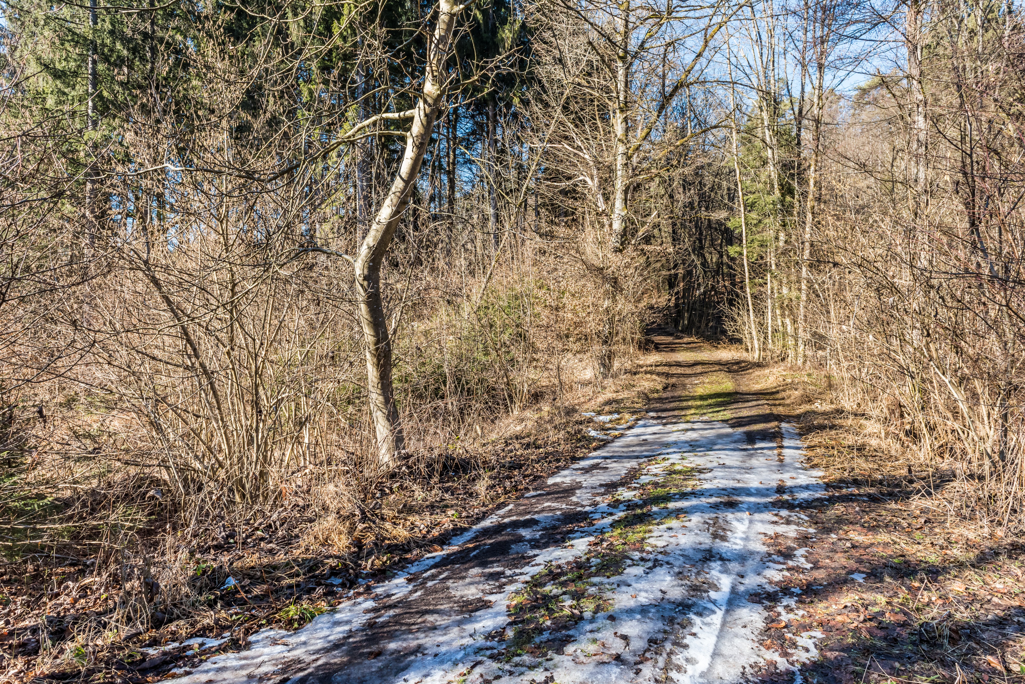 Pörtschach Leonstein Almweg Pörtschacher Alm 30012018 2555