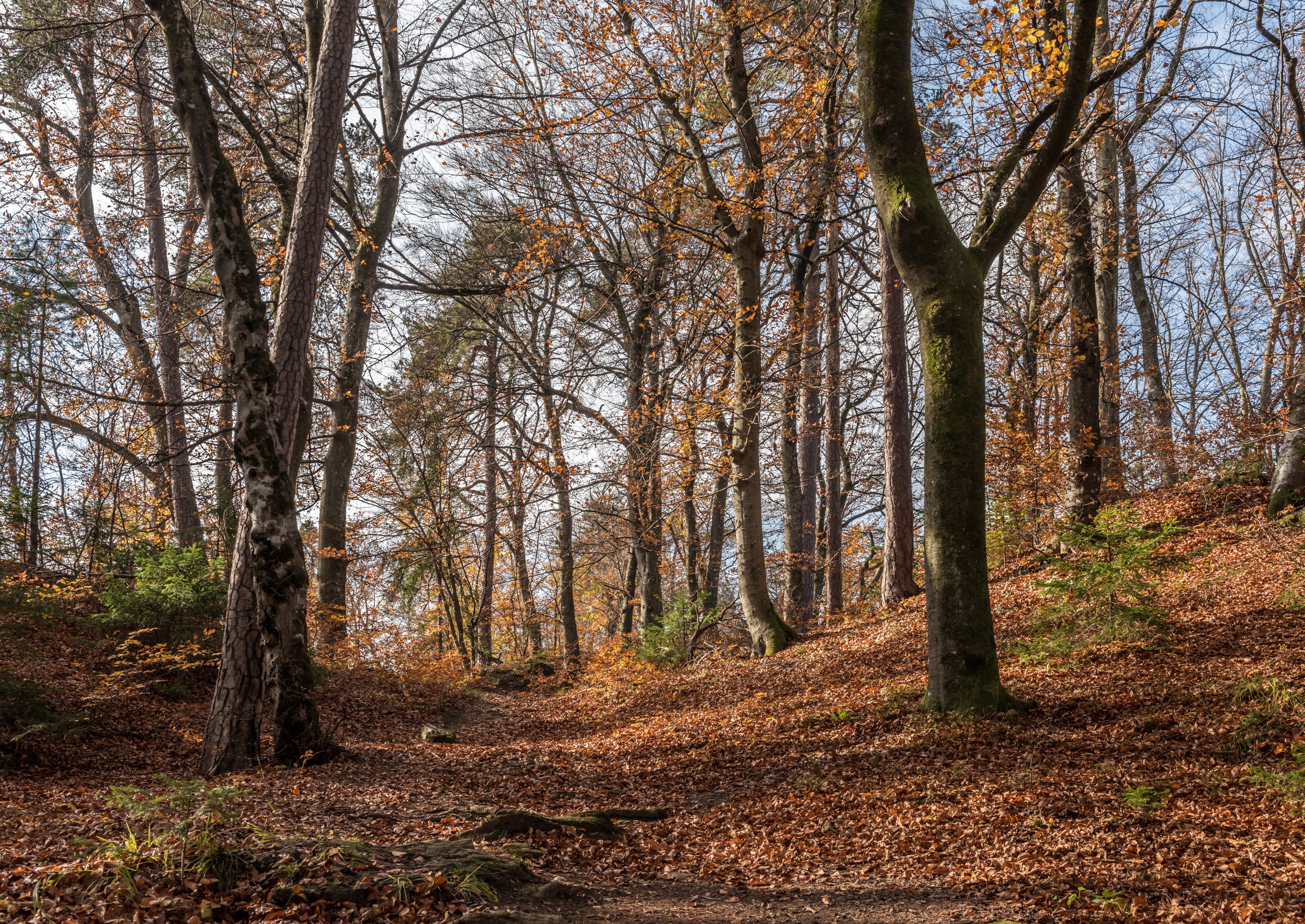Pörtschach Niedere Gloriette Waldwanderweg 05112017 1885