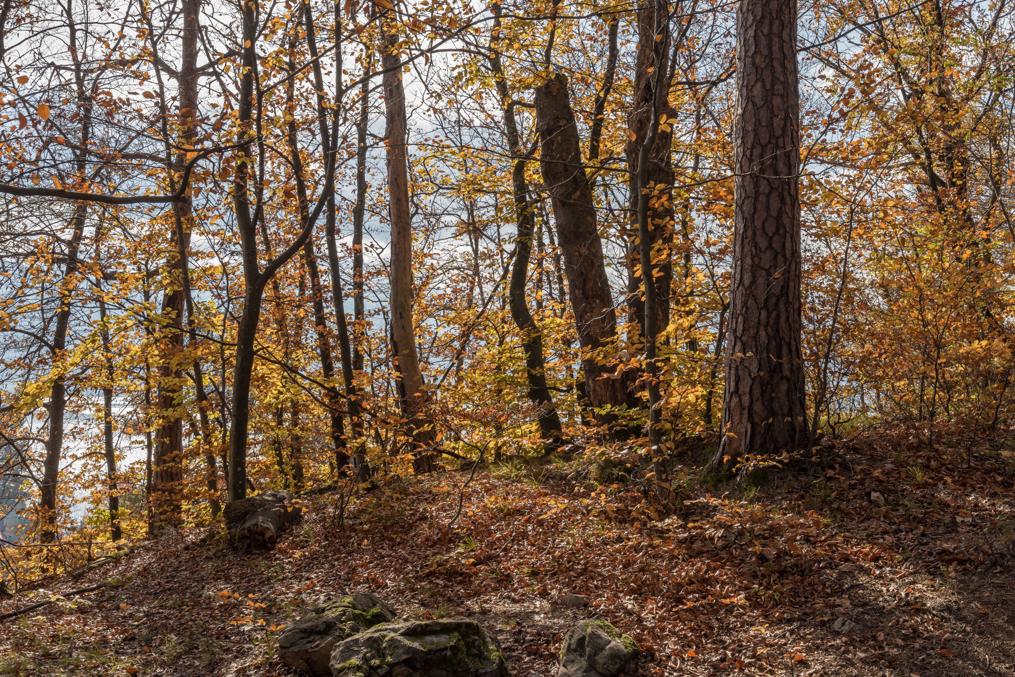 Pörtschach Niedere Gloriette Waldwanderweg 05112017 1886