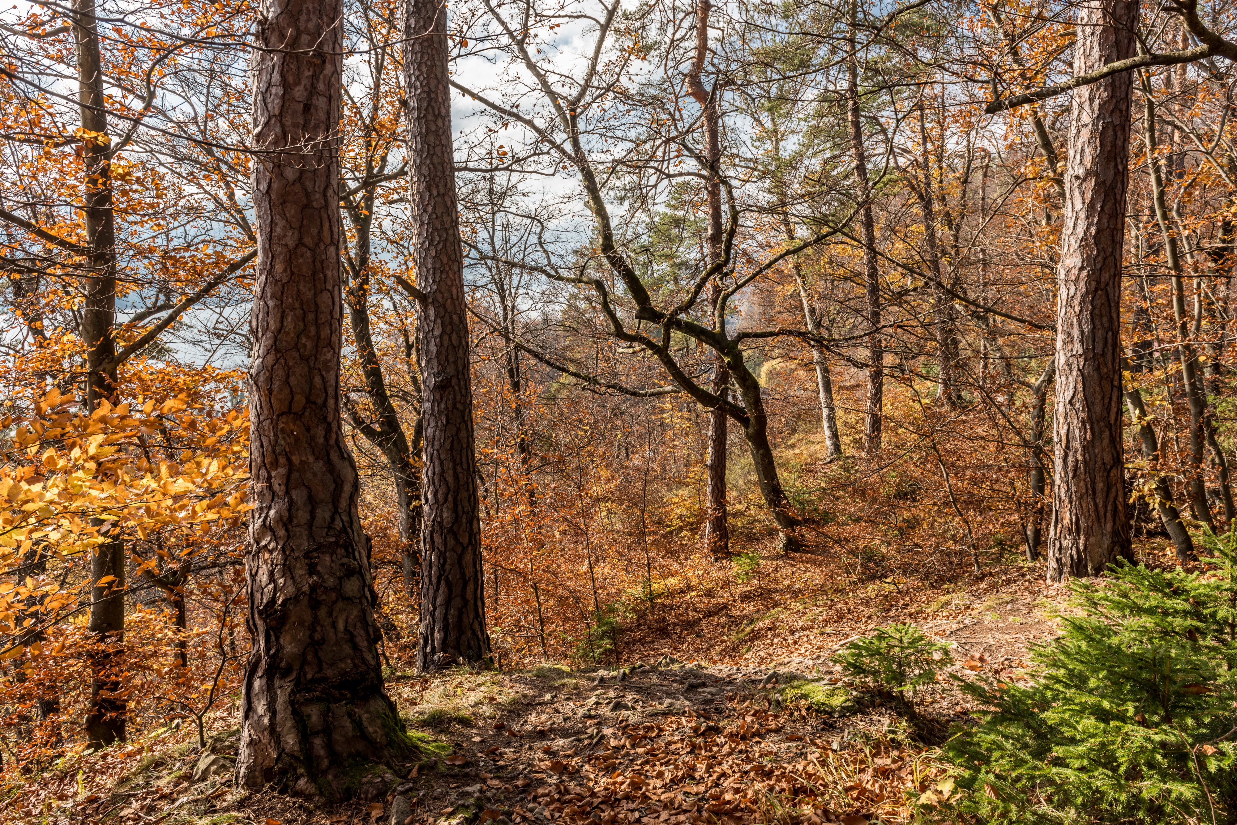 Pörtschach Niedere Gloriette Waldwanderweg 05112017 1893