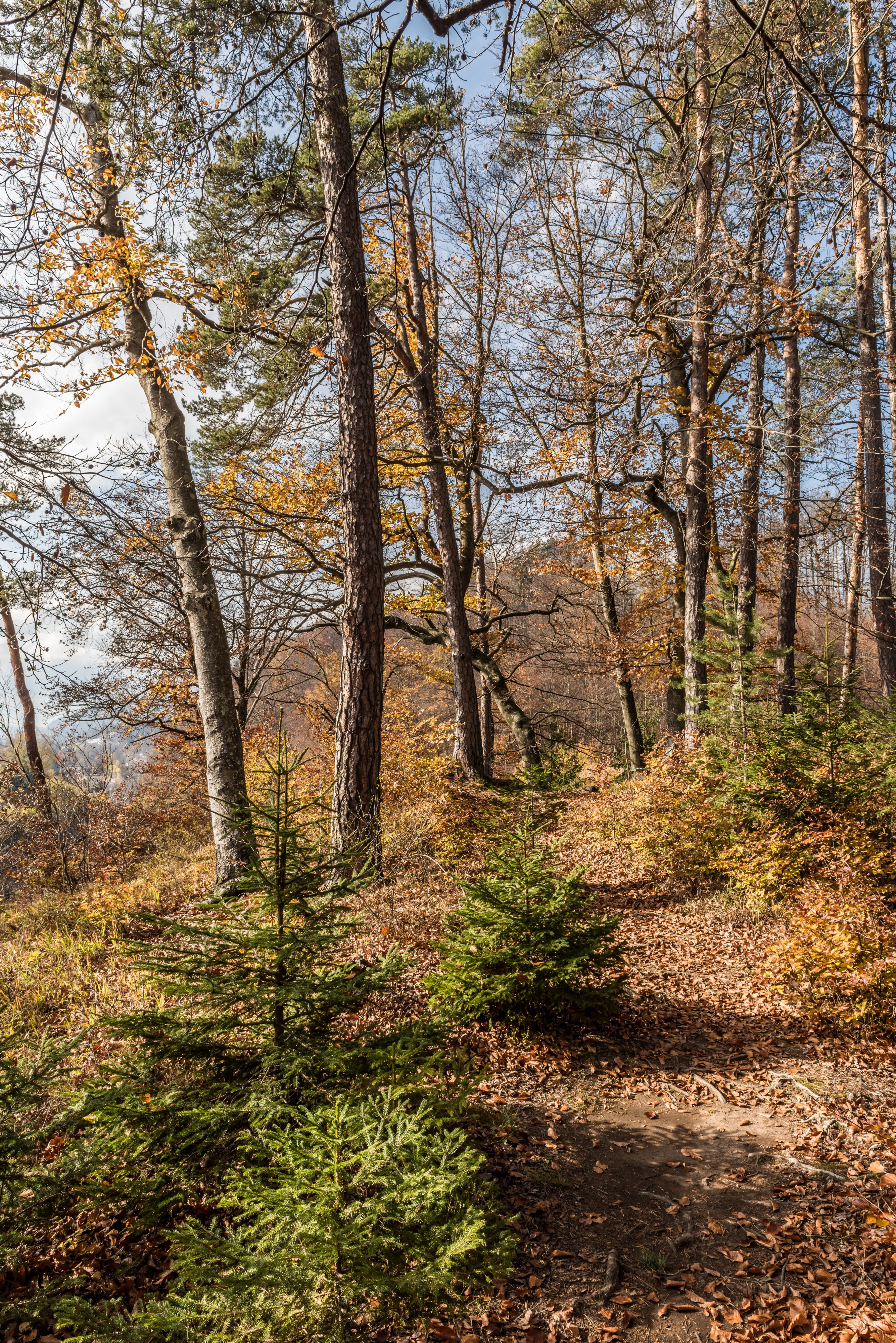 Pörtschach Niedere Gloriette Waldwanderweg 05112017 1894
