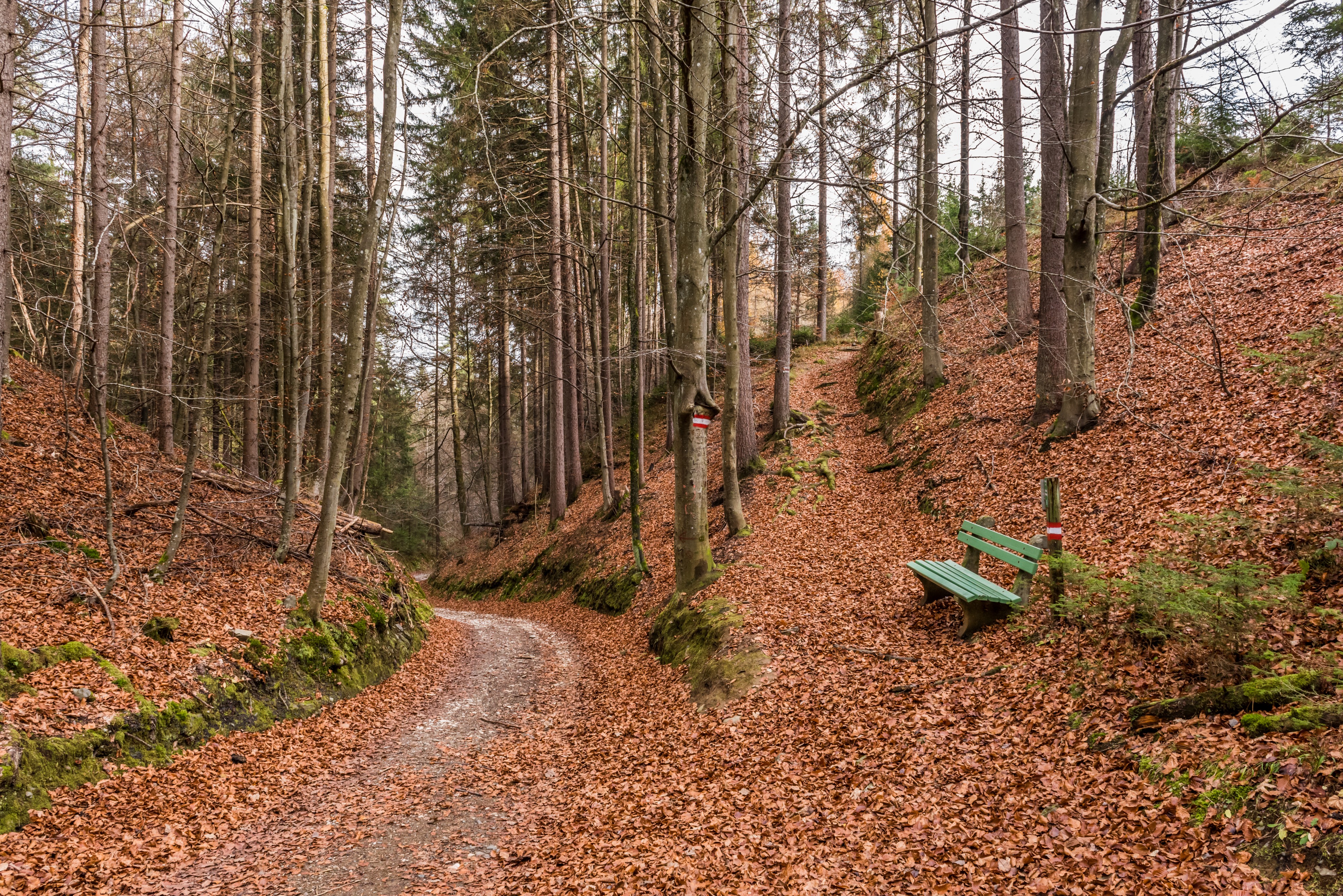 Pörtschach Winklern kleiner Gaisrücken Waldwanderwege 12112017 1966