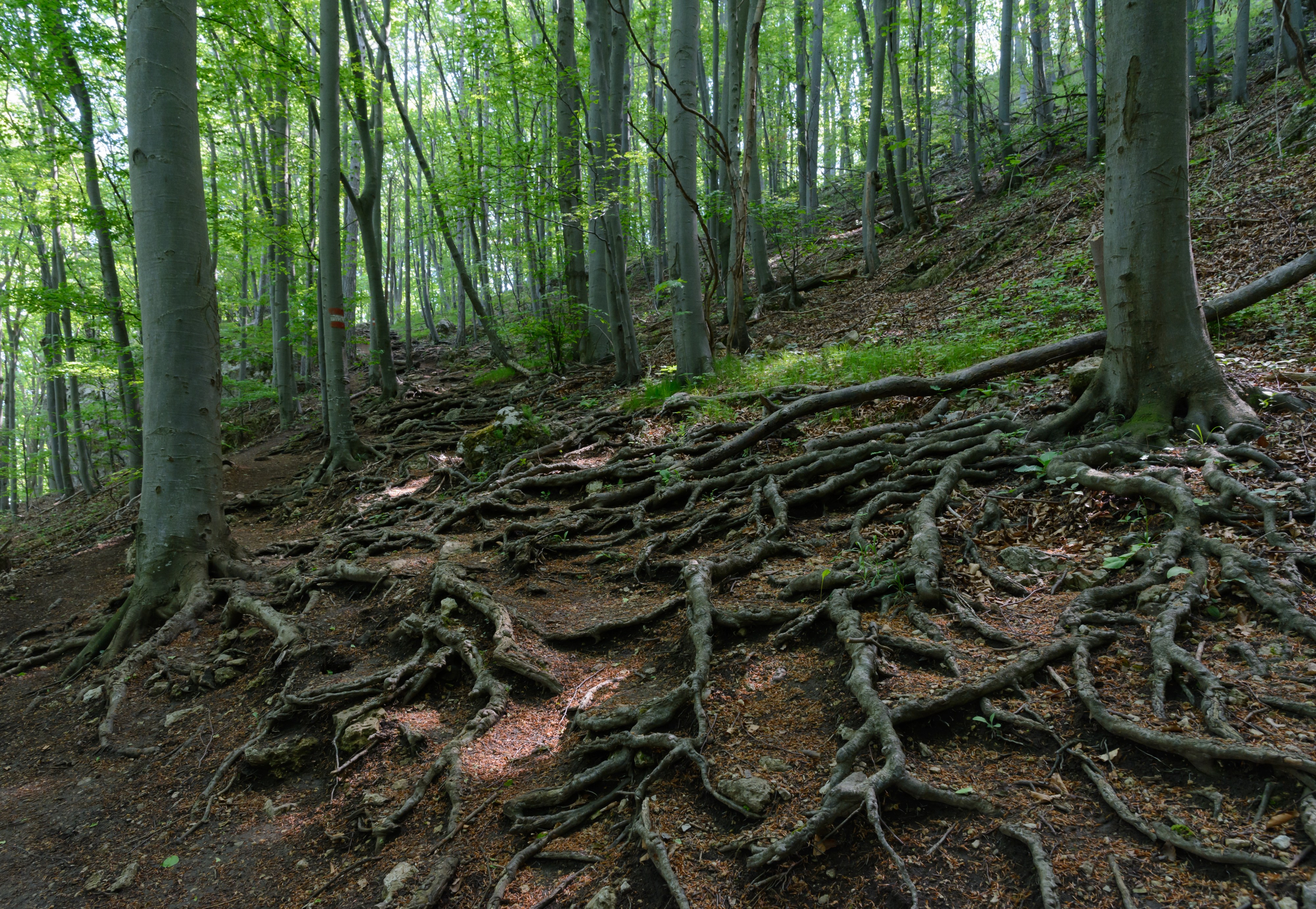 Peilstein Wanderweg 20160507 01