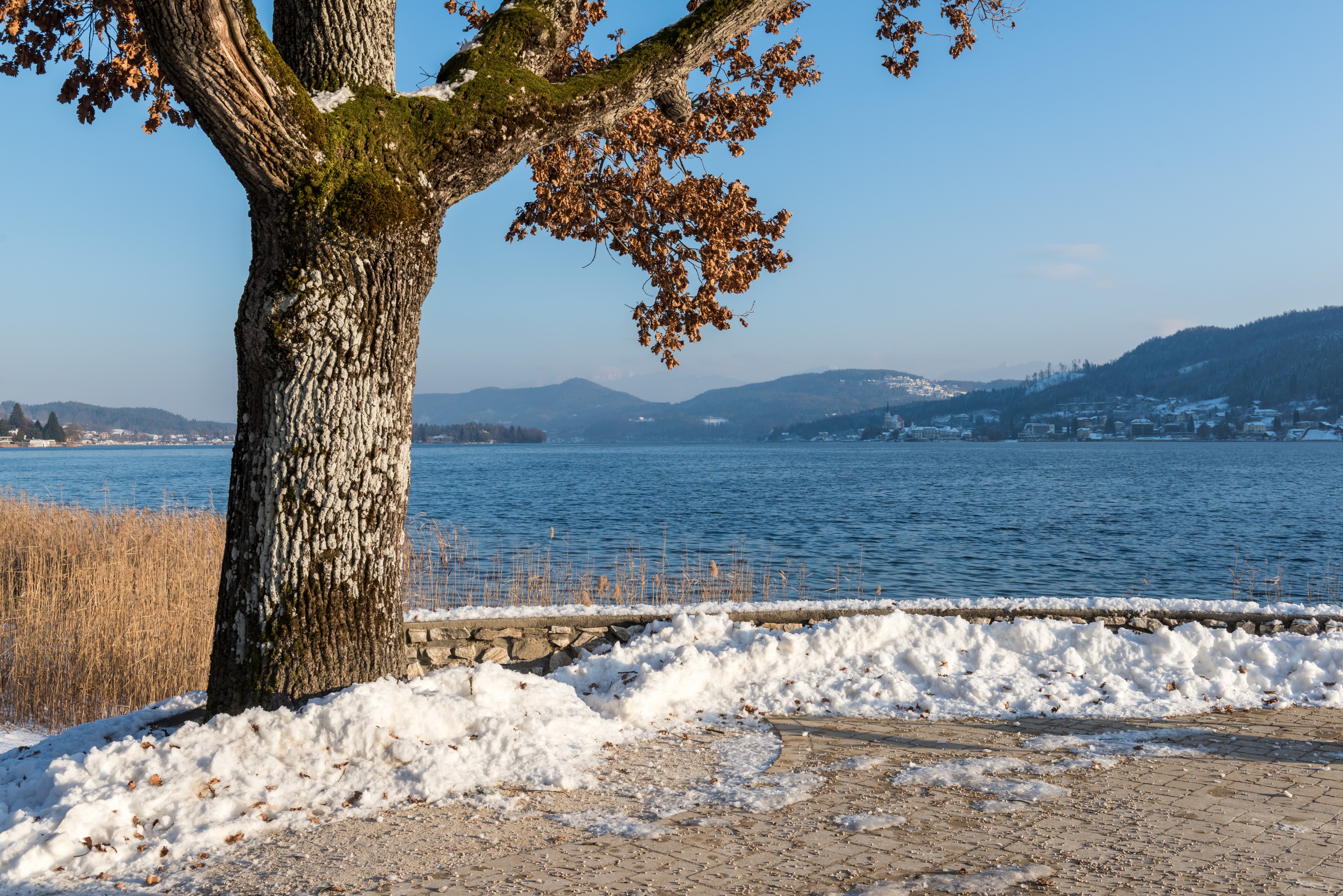 Poertschach Halbinselpromenade Landspitz Ausschtspunkt Eiche 19012017 6146