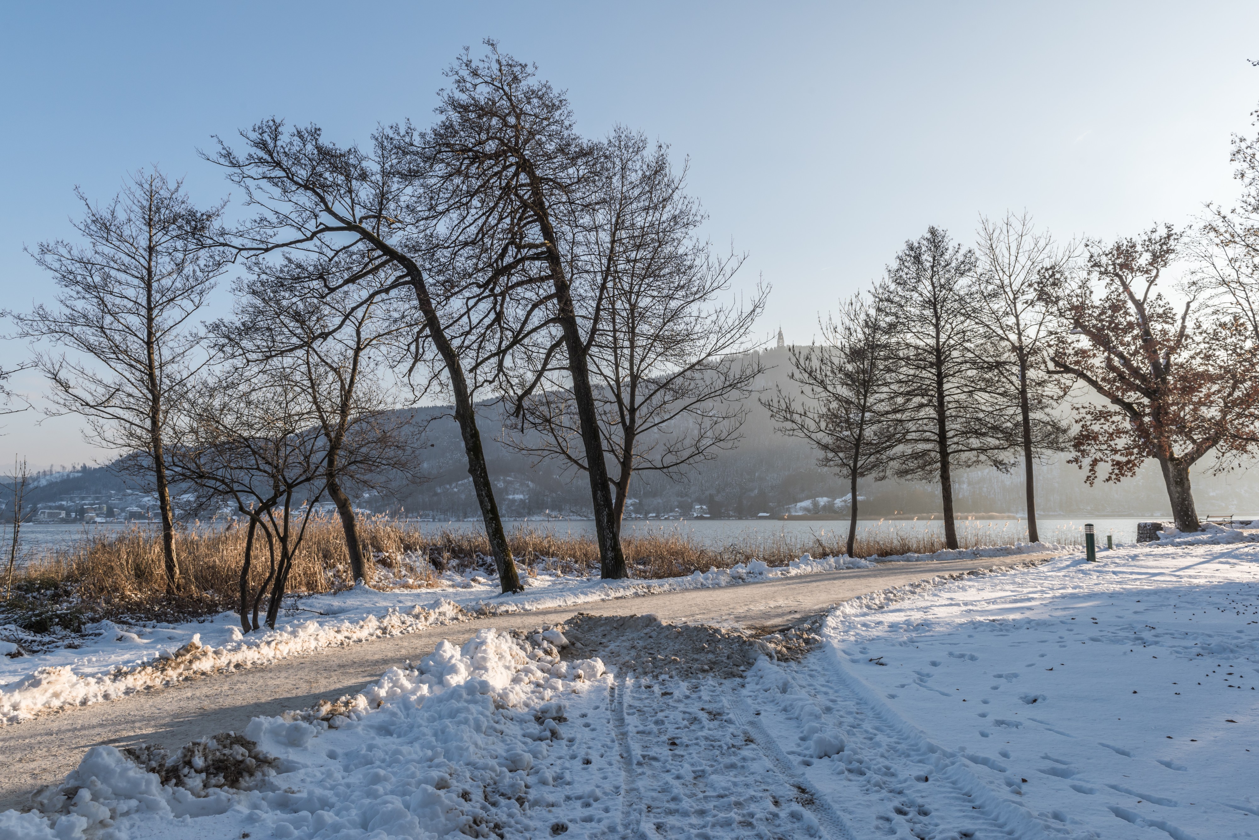 Poertschach Halbinselpromenade Landspitz Baeume 19012017 6145