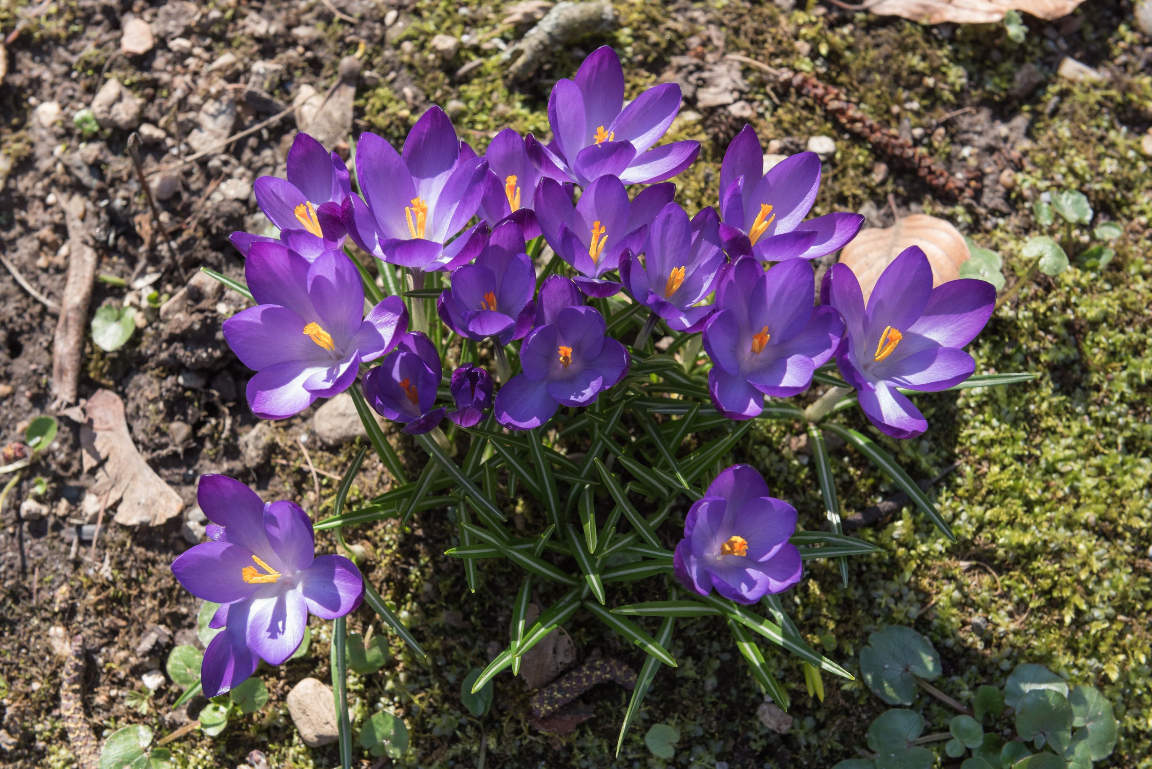 Poertschach Halbinselpromenade Naturpark Krokusse 14032016 0924