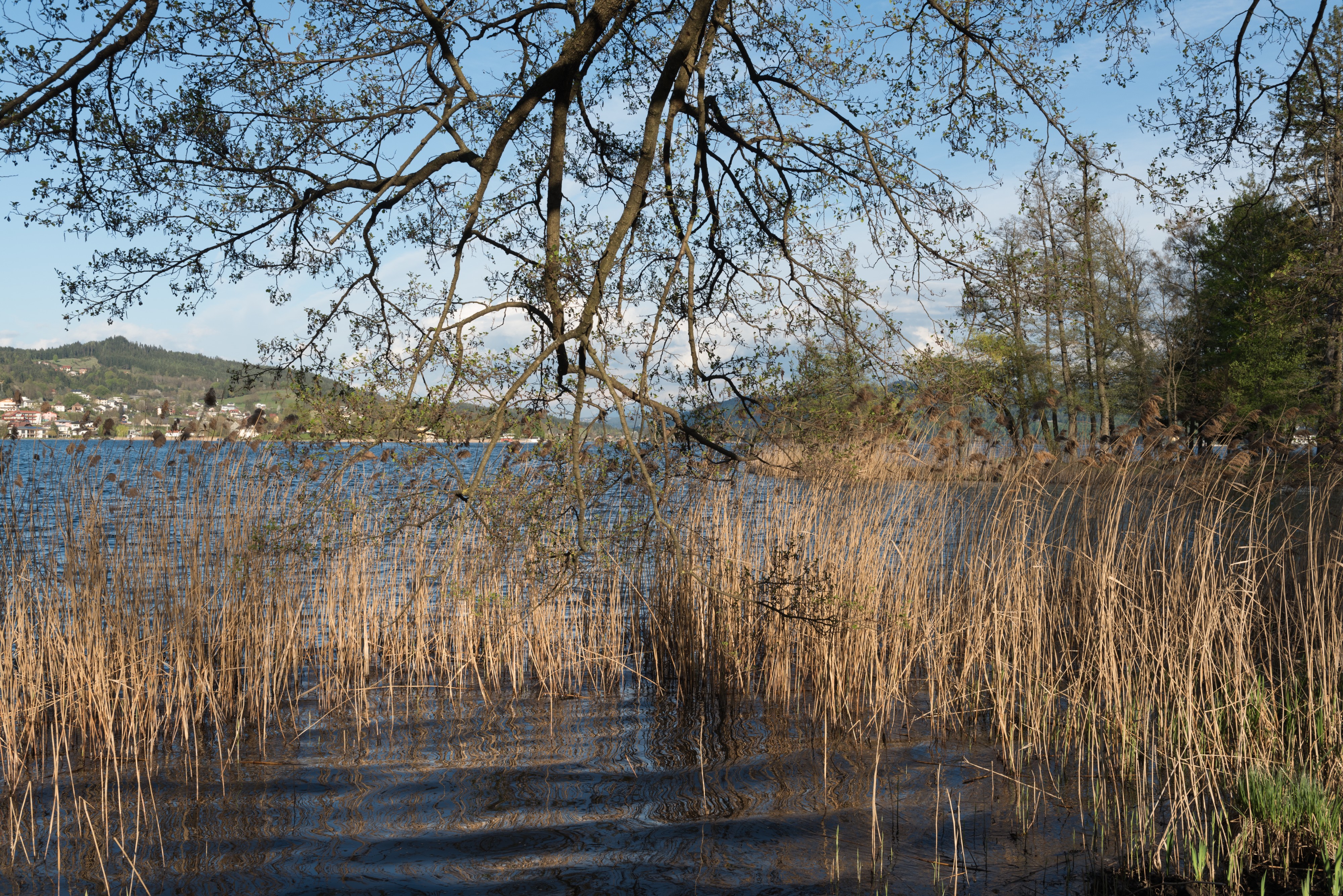 Poertschach Halbinselpromenade Schilfrohr mit Erle am Seeufer 18042015 2130