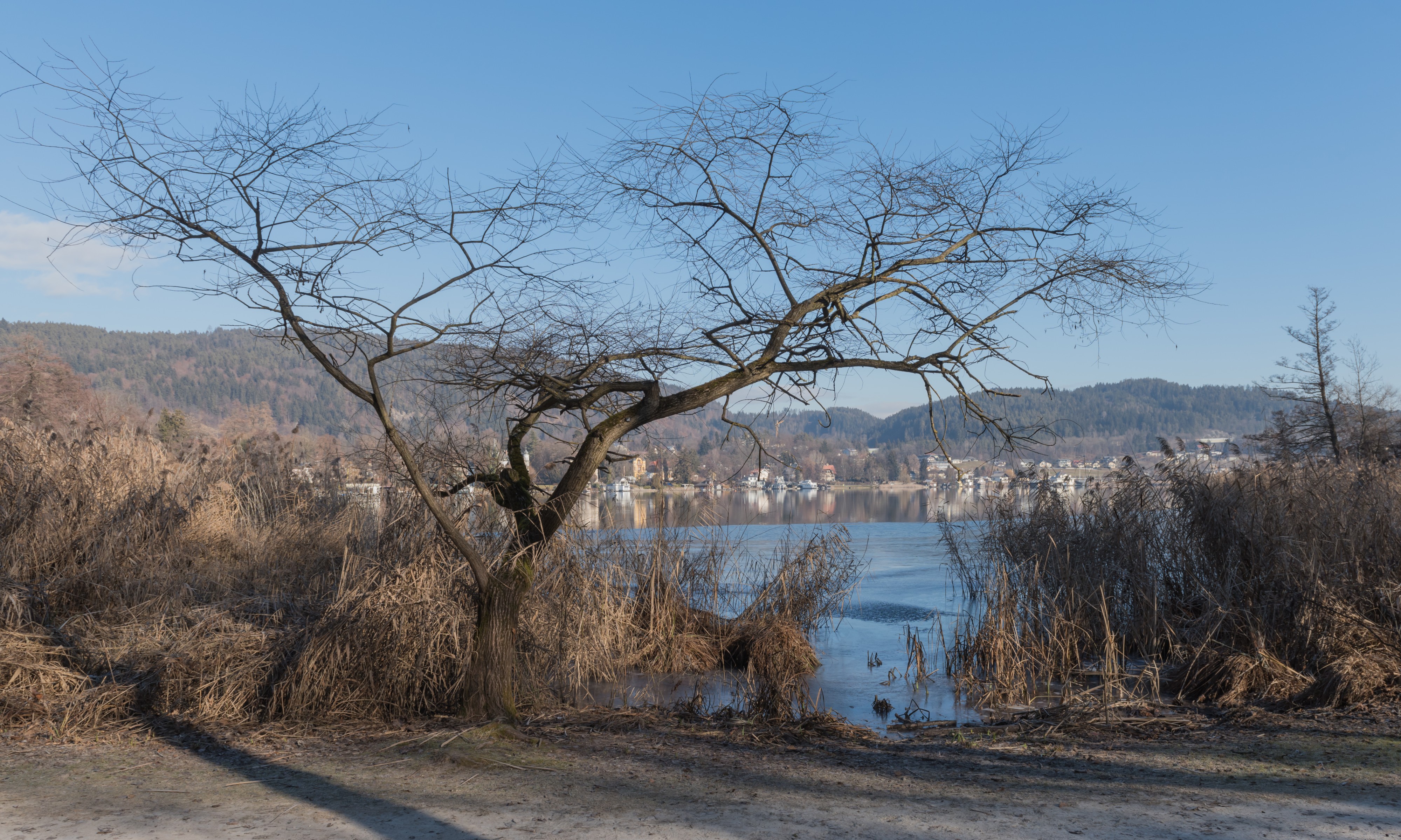 Poertschach Halbinselpromenade Uferzone mit Salix caprea und Schilfrohr 21012016 0256