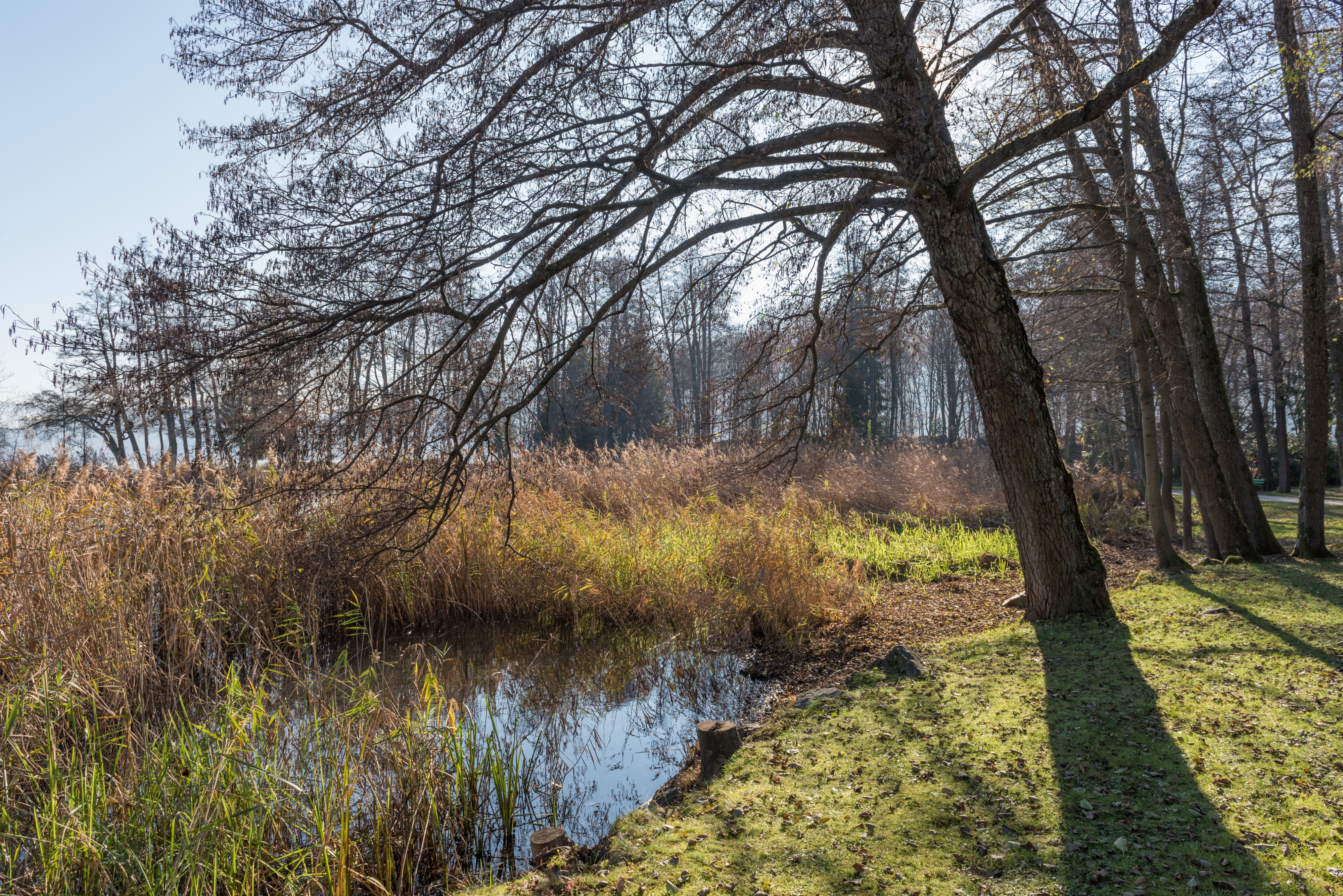Poertschach Hans-Pruscha-Weg Erlen am Seeufer 28112015 9279