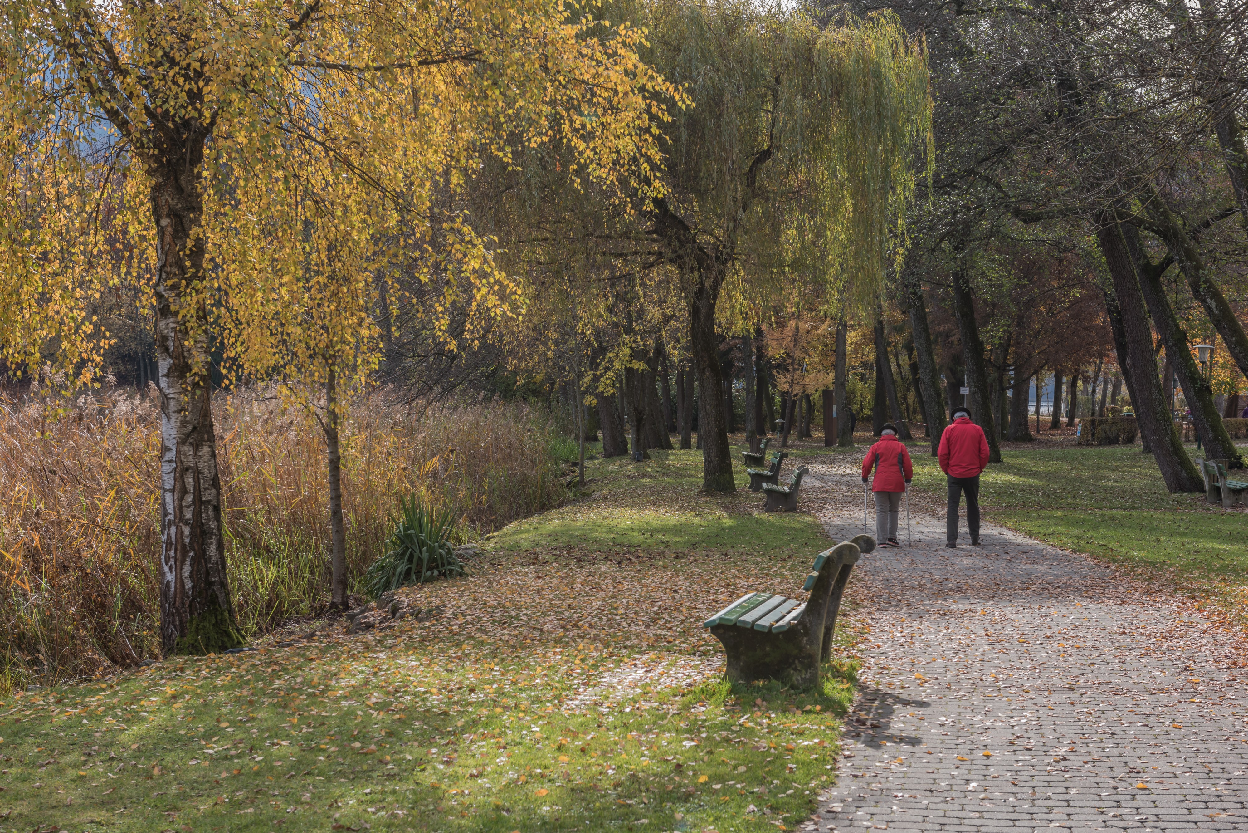 Poertschach Hans-Pruscha-Weg Parkbaeume und Schilfguertel 13112016 5394