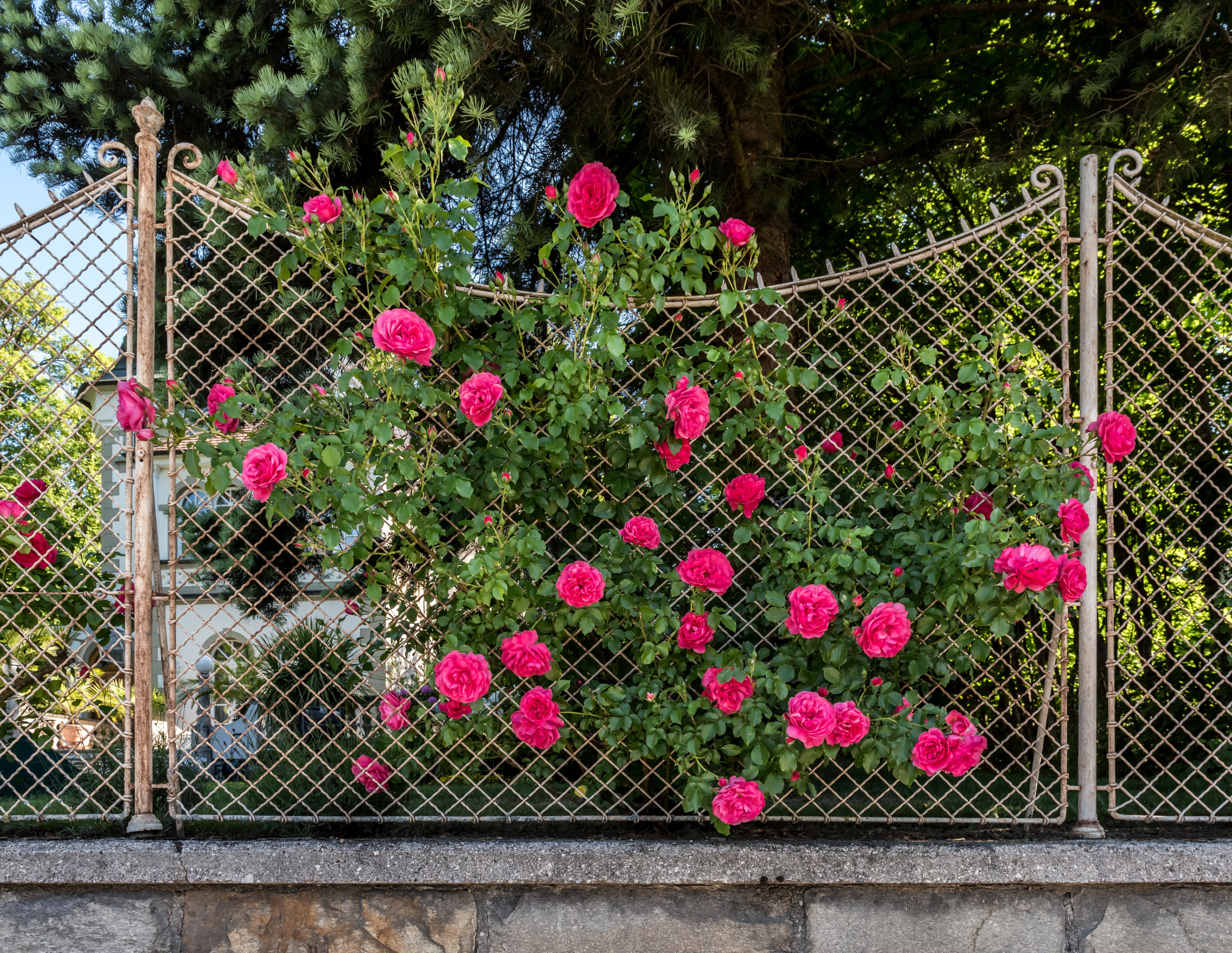 Poertschach Hauptstrasse 102 Lieleg-Schloessl Gartenzaun Rosen 27052017 8804