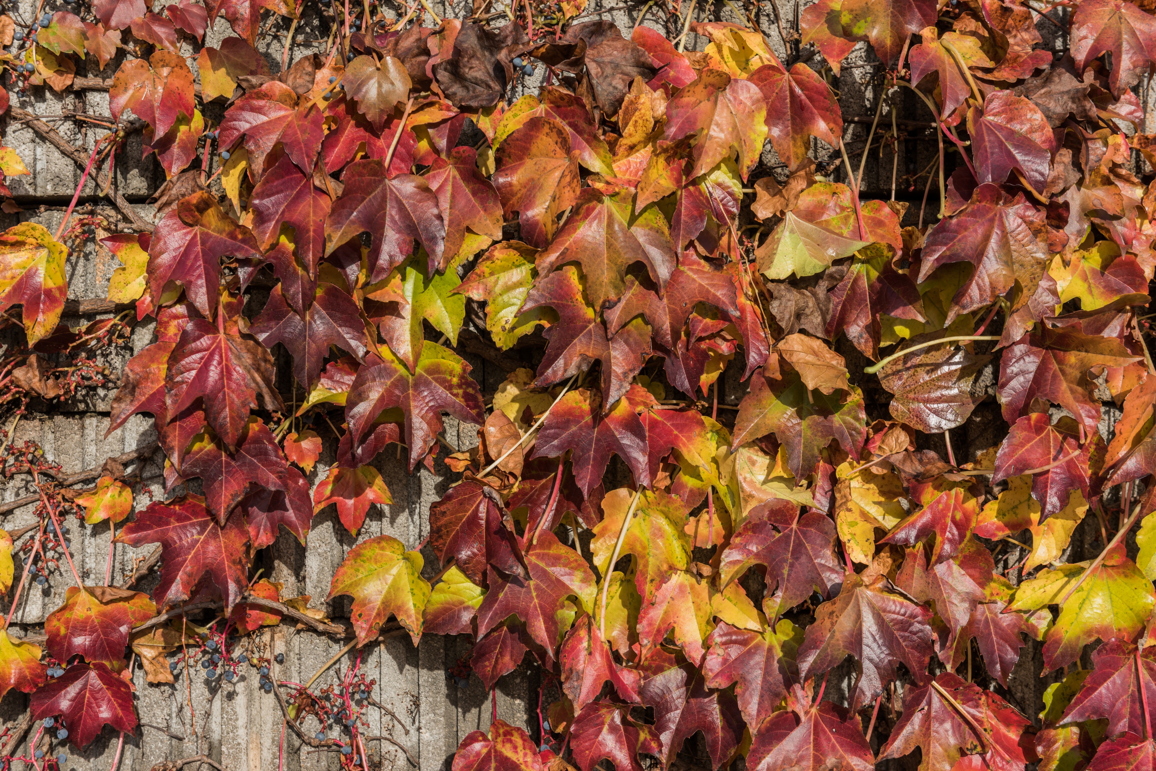 Poertschach Hauptstrasse Parthenocissus tricuspidata Blattwerk 13112016 5389