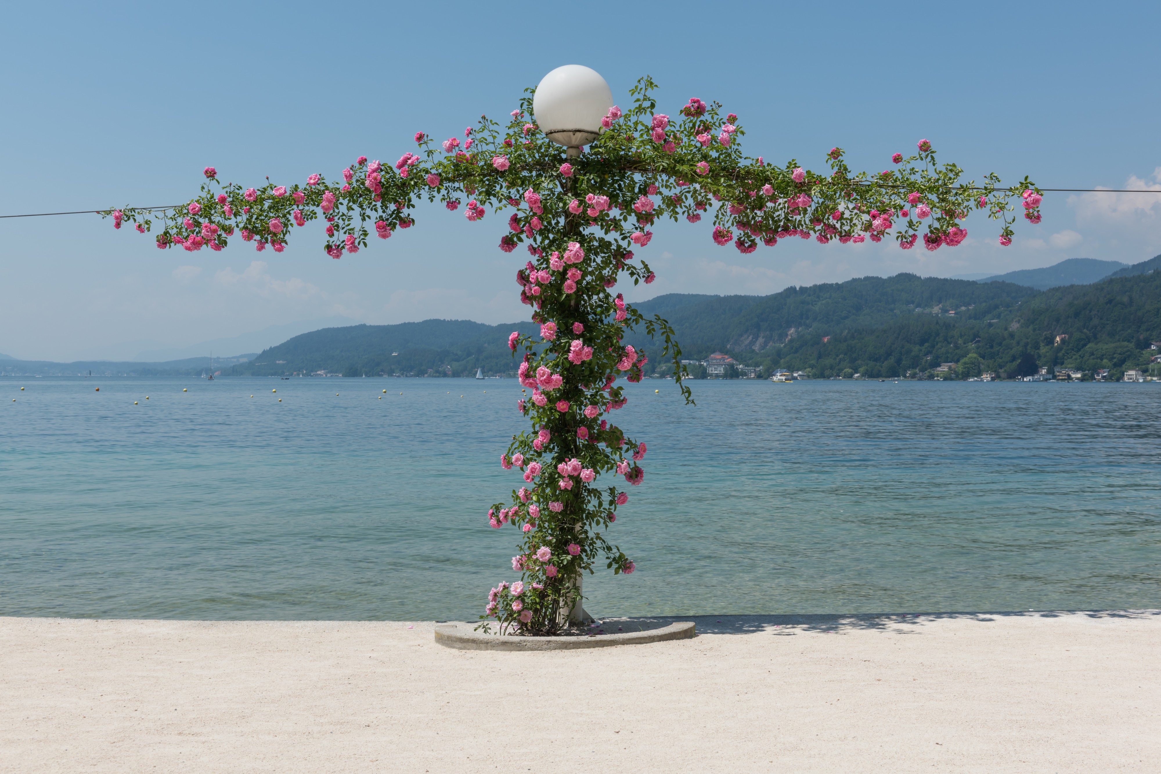 Poertschach Johannes-Brahms-Promenade Kletterrosen 06062015 4516