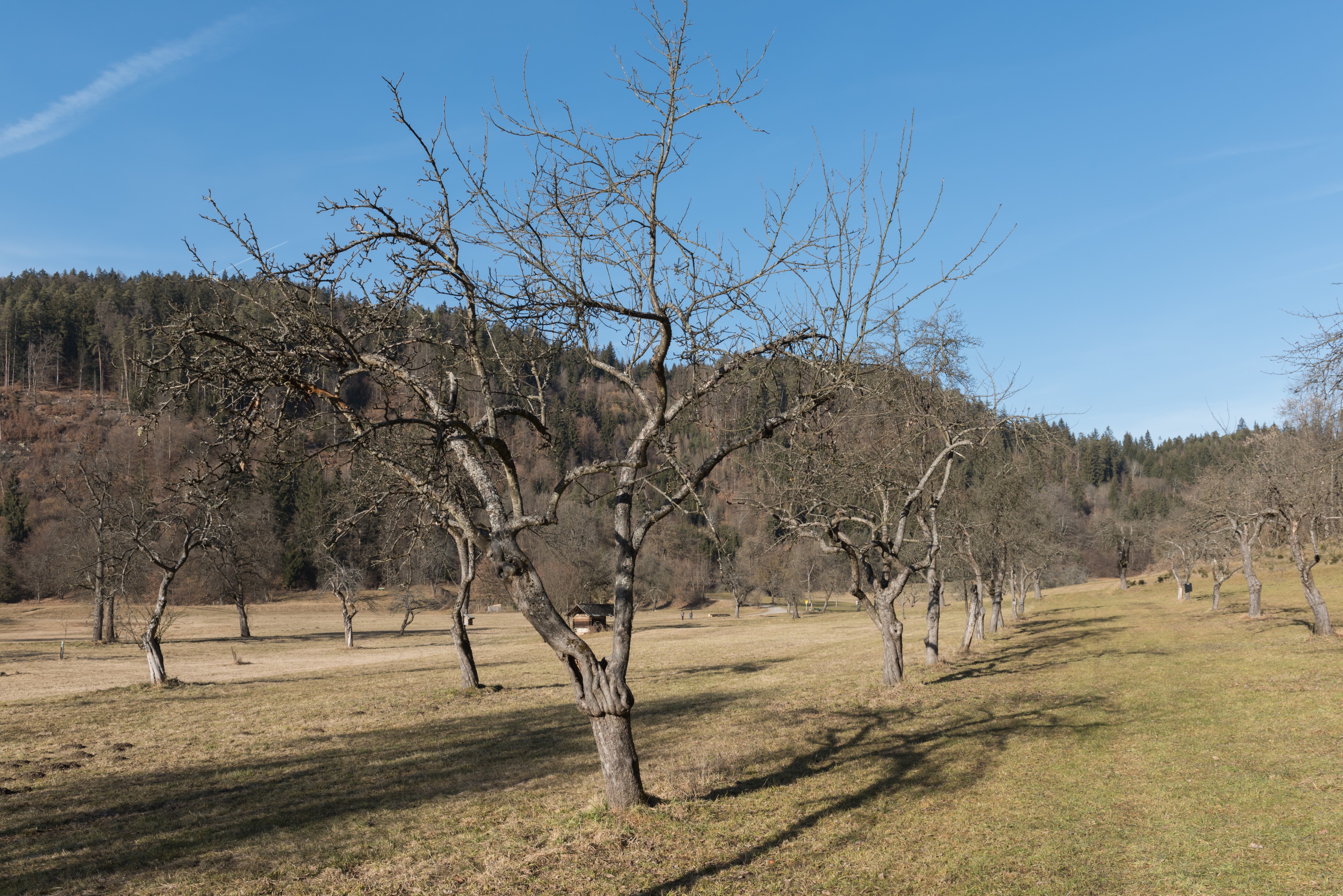 Poertschach Winklern Gaisrueckenstrasse Streuobstwiese 06022016 0540