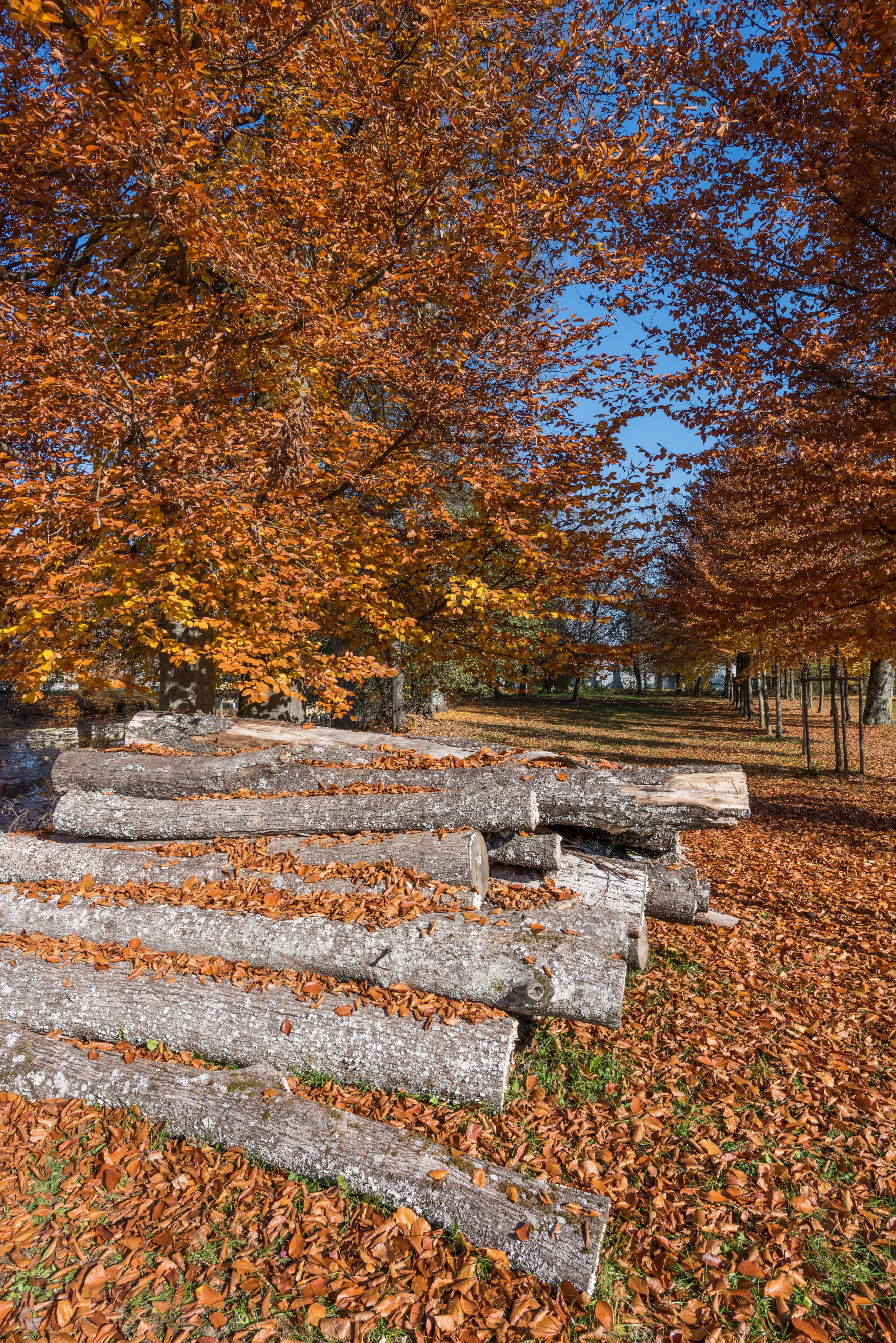 Viktring Stiftspark mit Buchen und Rundholz 01112015 8600
