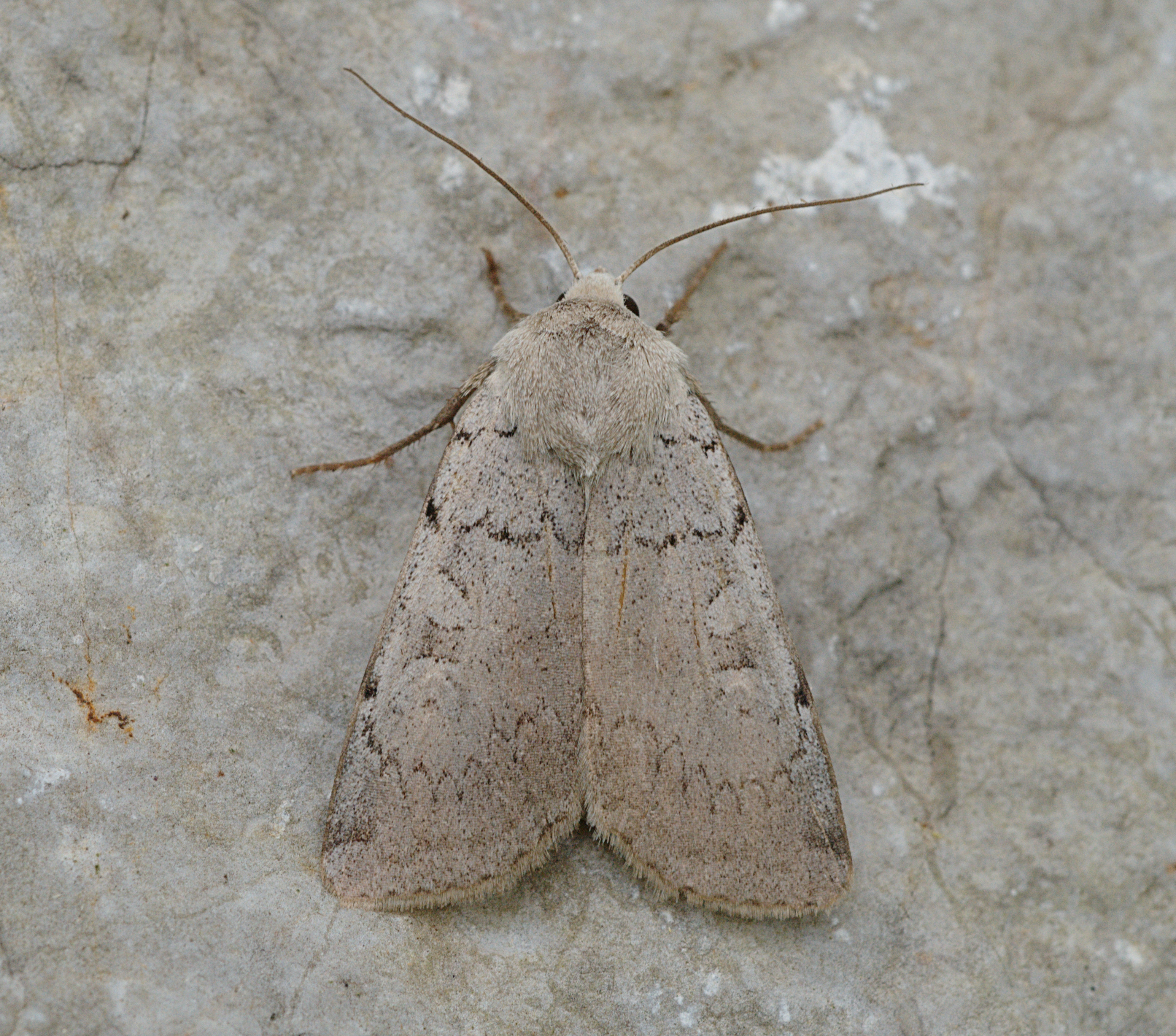 Xestia ashworthii Buchstein01