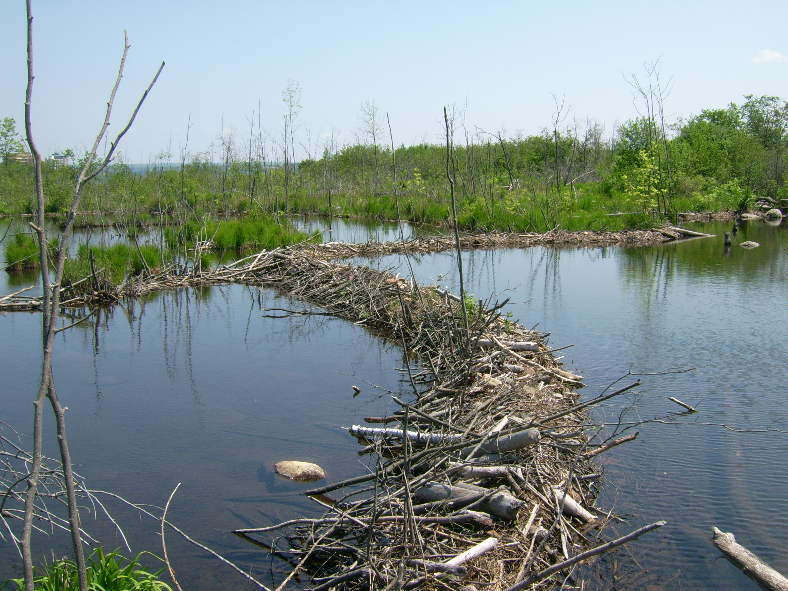 Beaver dams, Whitefish Channel