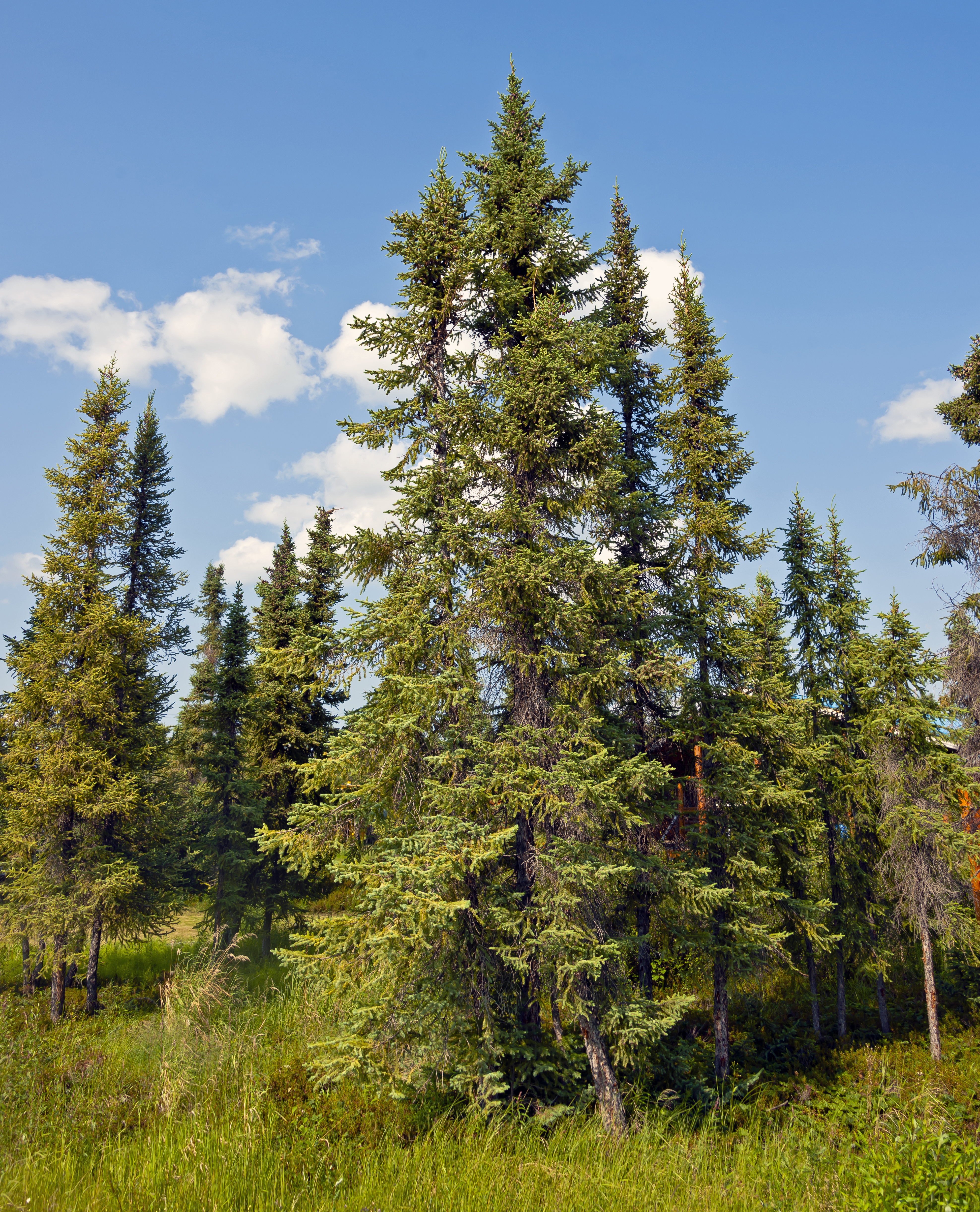 Black spruce stand at Arctic Chalet, Inuvik, NT