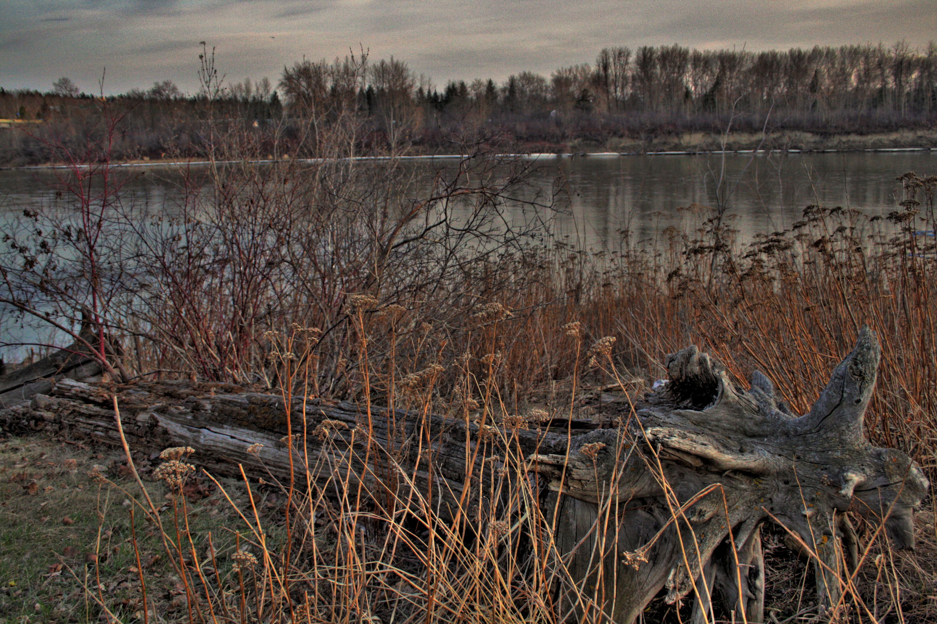 Driftwood-by-North-Saskatchewan-River-Edmonton-Alberta